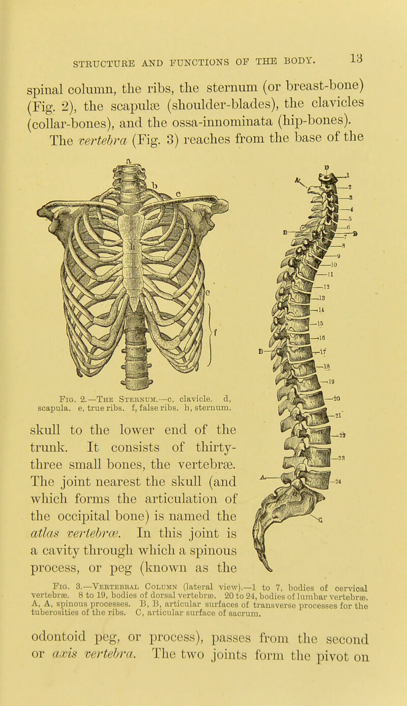 spinal column, the ribs, the sternum (or breast-bone) (Fig. 2), the scapuke (shoulder-blades), the clavicles (collar-bones), and the ossa-innominata (hip-bones). The vertebra (Fig. 3) reaches from the base of the Pig. 2.—The Sternum.—c, clavicle, d, scapula, e, true ribs, f, false ribs, h, sternum. skull to the lower end of the trunk. It consists of thirty- three small bones, the vertebrte. The joint nearest the skull (and which forms the articulation of the occipital bone) is named the atlas mrtebrw. In this joint is a cavity through which a spinous process, or peg (known as the Fig. 3.—Yertebbal Column (lateral view).—1 to 7, bodies of cei-vioal vertebriB. 8 to 19, bodies of dorsal vertebra;. 20 to 24, bodies of lumbar vertebras. A, A, spinous processes. B, B, articular surfaces of transverse processes for the tuberosities of the ribs. C, articular surface of sacrum. odontoid peg, or process), passes from the second or axis vertebra. The two joints form the pivot on