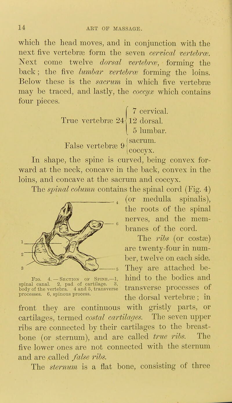 which the head moves, and in conjunction with the next five vertebrai form the seven cervical mrtebroi. Next come twelve doi'sal xertehrw, forming the back; the five lumbal' vertebra; forming the loins. Below these is the sacrum in which five vertebrae may be traced, and lastly, the coccyx which contains four pieces. j 7 cervical. True vertebrae 24i 12 dorsal. 5 lumbar. -r^ 1 , ^ (sacrum, lalse vertebrae 9i (coccyx. In shape, the spine is curved, being convex for- ward at the neck, concave in the back, convex in the loins, and concave at the sacrum and coccyx. The spinal columri contains the spinal cord (Fig. 4) (or medulla spinalis), the roots of the spinal nerves, and the mem- branes of the cord. The ribs (or costae) are twenty-four in num- ber, twelve on each side. They are attached be- hind to the bodies and transverse processes of the dorsal vertebrae ; in front they are continuous with gristly parts, or cartilages, termed costal cartilages. The seven upper ribs are connected by their cartilages to the breast- bone (or sternum), and are called true ribs. The five lower ones are not connected with the sternum and are called false ribs. The sternum is a flat bone, consisting of three Fig. 4.—Section of Spine.—1, spinal canal. 2, pad of cartilage. 3, body of the vertebra. 4 and 5, transverse processes. 6, spinous process.