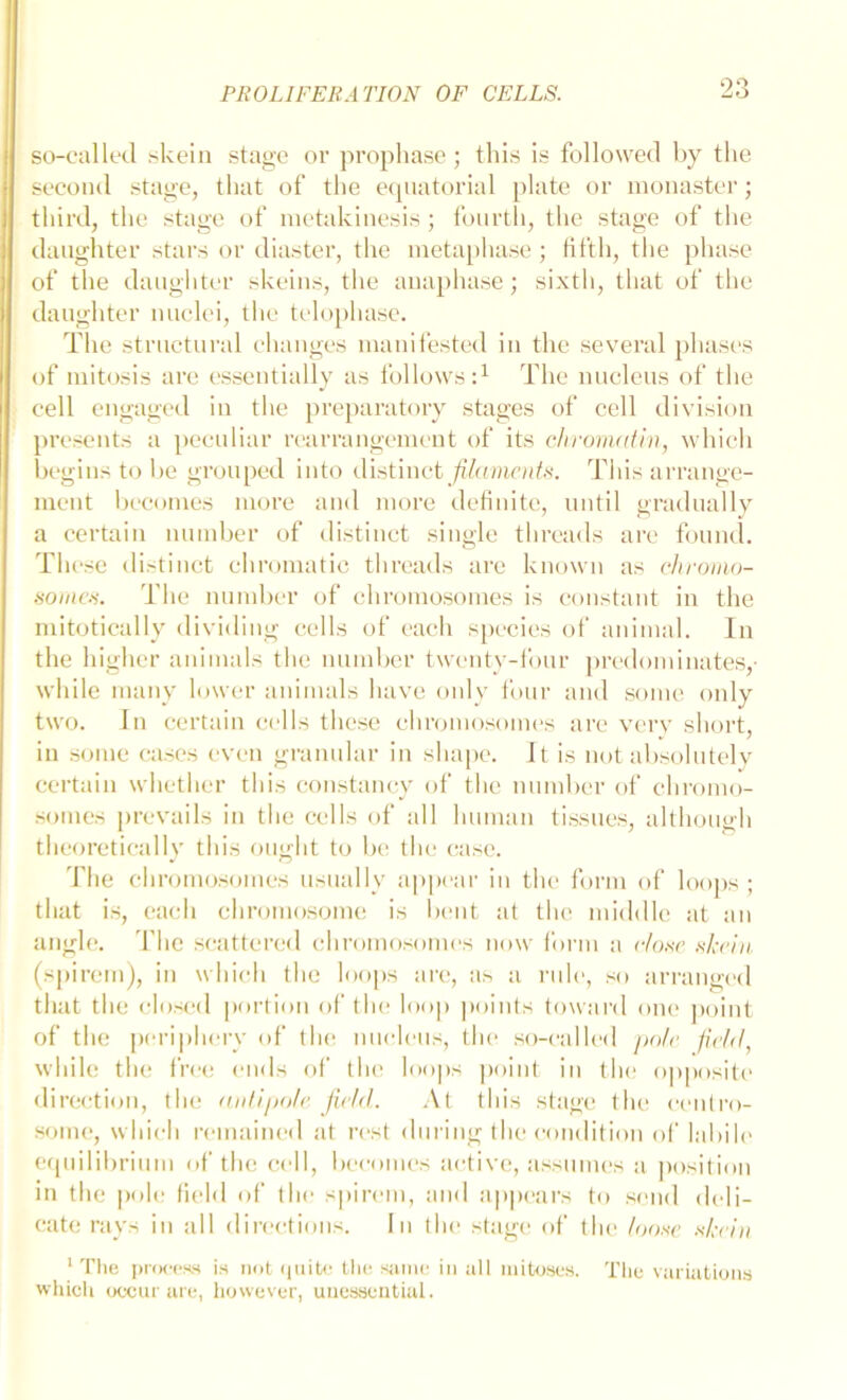 so-callfd .skein stage or propha.se ; this is followed by the second stage, that of the e(puitorial plate or monaster; third, the stage of nietakinesis ; fourth, the stage of the daughter stars or diaster, the nieta[)ha,se ; fifth, the pha.se of the daughter skeins, the anaphase ; sixth, that of the daughter luielei, the telo[)hase. The structural changes manifested in the .several phases of mitosis are e.s.sentially as follows:^ The nucleus of the cell engaged in the preparatory stages of cell division presents a peeuliar rc'arrangeim'nt of its chromatin, which begins to be grouped into diatmct JUament.'<. This arrange- ment beeomes more and more detinite, until gradually a certain number of distinct single threads ai’e found. These distinct chromatic threads are known as chroiiio- .'iome.'i. The number of chromo.somes is constant in the mitotically dividing cells of each species of animal. In the higher animals the number twenty-four predominates,- while many lower animals have onlv four and some only two. In certain cells the.se chromo.somes are verv short, in some ca.ses even gramdar in shape. Jt is not absolutelv certain whether this constancy of the number of chromo- .somes prevails in the cells of all human ti.ssnes, although theoretically this ought to be the (;ase. The chnjinosomes usually a[)p(>ar in the form of loops ; that i.s, each chromosome is l)ent at the middle at an angle. The scattered chromosomes now form a c/o.sc .-^keia (spirem), in which the loops are, a.s a I'ule, so arrangx'd that the closed |)ortion of tin; loop points toward one ])oint of the pei-iphei-y of the nneleus, the so-called pole fic/d, while the free emis of tlie loops point in the o|)posit(‘ direction, the antipole field. .At this stage the eentro- .sonie, which remained at rest dm-ing the condition of lal)il(> erpiilibrium of the cell, beeomes active, assumes a position in the |)ol(; tield of the s|)irem, and appears to send deli- cate rays in all directions. In tlu' stag(‘ of tlu' loom’ nh-eiu ‘ Tlie in'ocess is nr)t (iiiin- ttii; siiinc in all iiiito.se.s. The variations which occur arc, however, unessential.