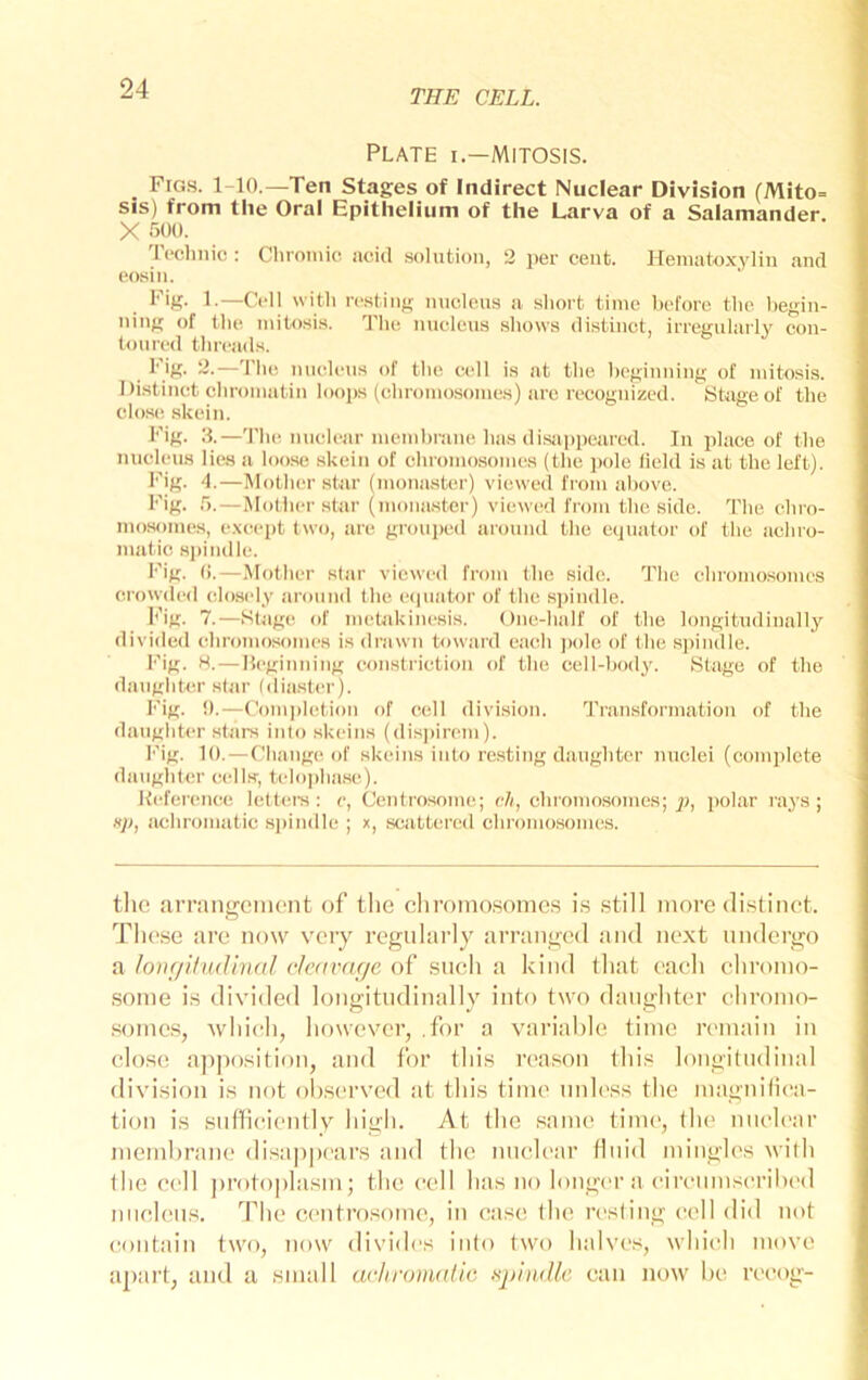 Plate i.—mitosis. Figs. 1-10.—Ten Stages of Indirect Nuclear Division (Mito= sis) from the Oral Epithelium of the Larva of a Salamander. X -'■jOO. Tccliilic : Chroiiiio acid solution, 2 per cent. Hematoxylin and eosiii. Fig. 1.—Cell with resting nucleus a short time before the begin- ning of the mitosis. The nucleus shows distinct, irregularly con- toured threads. Fig. 2.—The nucleus of the cell is at the hcginning of mitosis. Distinct chromatin loops (chromosomes) are recognized. Stage of the close, .skein. Fig. 3.—The nuclear membrane has disii])peared. In place of the nucleus lie,s a loo.se .skeiu of chromo.somes (the pole held is at the left). I’ig. 4.—Mother star (monaster) viewed from above. Fig. ,^).—Mother star (mona.ster) viewed from the side. The ehro- mosome.s, except two, are groui)cd around the equator of the achro- matic s])iiKlle. Fig. ().—.Mother star viewed from the side. The chromo.somes ci'owded closely around the e(iuator of the spindle. h'ig. 7.—Stage of mehikinesis. One-half of the longitudinally divided chromo.somes is drawn toward each ])olc of the spindle. h'ig. H.—Hcginning constriction of the cell-body. Stage of the daugbter star (<liaster). Fig. !).—(’om])letion of cell division. Transformation of the daughter stars into sk(‘ins (di.s])irem). Fig. 10.—Change, of skeins into resting daughter nuclei (complete daughter celts, telophase). Keference lettei-s : e, Centro.some; ch, chi'omosomes; ^9, polar rays; .s/9, achromatic spindle ; x, scattered chromosomes. tlic arrangeiiiont of the chromo.somes is .still more distinct. These are now very regularly arranged and next undergo a h)if/ilu(Unal cleat'age of such a kind that each chromo- some is divided longitudinally into two daughter chromo- .some.s, which, however, .for a variable time rcmtiin in close apposition, and for this reason this longitndinal division is not observed iit this time nidess the magnitiea- ti(9ii is snffieientlv high. At the .same tinu', the nnelear membrane disappears and the nnelear (Inid mingles with the c(‘ll protoplasm; the cell has no longc'r a eirenmserihed nucleus. The cc'utro.somc, in case the resting (X'll did not (contain two, now divides into two halves, whieh move apai’t, and a small achromatic spindle can now he reeog-
