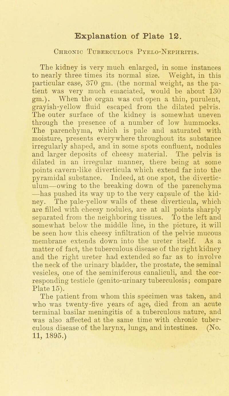 Chronic Tuberculous Pyelo-Nephritis. The kidney is very much enlarged, in some instances to nearly three times its normal size. Weight, in this particular case, 370 gm. (the normal weight, as the pa- tient was very much emaciated, would be about 130 gm.). When the organ was cut open a thin, purulent, grayish-yellow fluid escaped from the dilated pelvis. The outer surface of the kidney is somewhat uneven through the presence of a number of low hummocks. The parenchyma, which is pale and saturated with moisture, presents everywhere throughout its substance irregularly shaped, and in some spots confluent, nodules and larger deposits of cheesy material. The pelvis is dilated in an irregular manner, there being at some points cavern-like diverticula which extend far into the pyramidal substance. Indeed, at one spot, the divertic- ulum—owing to the breaking down of the parenchyma —has pushed its way up to the very capsule of the kid- ney. The pale-yellow walls of these diverticula, which are filled with cheesy nodules, are at all points sharply separated from the neighboring tissues. To the left and somewhat below the middle line, in the picture, it will be seen how this cheesy infiltration of the pelvic mucous membrane extends down into the ureter itself. As a matter of fact, the tuberculous disease of the right kidney and the right ureter had extended so far as to involve the neck of the urinary bladder, the prostate, the seminal vesicles, one of the seminiferous canaliculi, and the cor- responding testicle (genito-urinary tuberculosis; compare Plate 15). The patient from whom this specimen was taken, and who was twenty-five years of age, died from an acute terminal basilar meningitis of a tuberculous nature, and was also affected at the same time with chronic tuber- culous disease of the larynx, lungs, and intestines. (No.