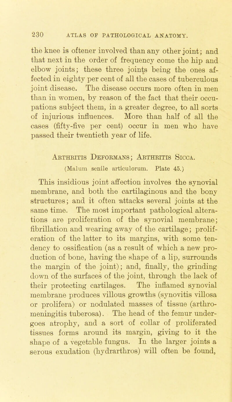 the knee is oftener involved than any other joint; and that next in the order of frequency come the hip and elbow joints; these three joints being the ones af- fected in eighty per cent of all the cases of tuberculous joint disease. The disease occurs more often in men than in women, by reason of the fact that their occu- pations subject them, in a greater degree, to all sorts of injurious influences. More than half of all the cases (fifty-five per cent) occur in men who have passed their twentieth year of life. Arthritis Deformans; Arthritis Sicca. (Malum senile articulorum. Plate 45.) This insidious joint affection involves the synovial membrane, and both the cartilaginous and the bony structures; and it often -attacks several joints at the same time. The most important pathological altera- tions are proliferation of the synovial membrane; fibrillation and wearing away of the cartilage; prolif- eration of the latter to its margins, with some ten- dency to ossification (as a result of which a new pro- duction of bone, having the shape of a lip, surrounds the margin of the joint); and, finally, the grinding down of the surfaces of the joint, through the lack of their protecting cartilages. The inflamed synovial membrane produces villous growths (synovitis villosa or prolifera) or nodulated masses of tissue (arthro- meningitis tuberosa). The head of the femur under- goes atrophy, and a sort of collar of proliferated tissues forms around its margin, giving to it the shape of a vegetable fungus. In the larger joints a serous exudation (hydrarthros) will often be found,