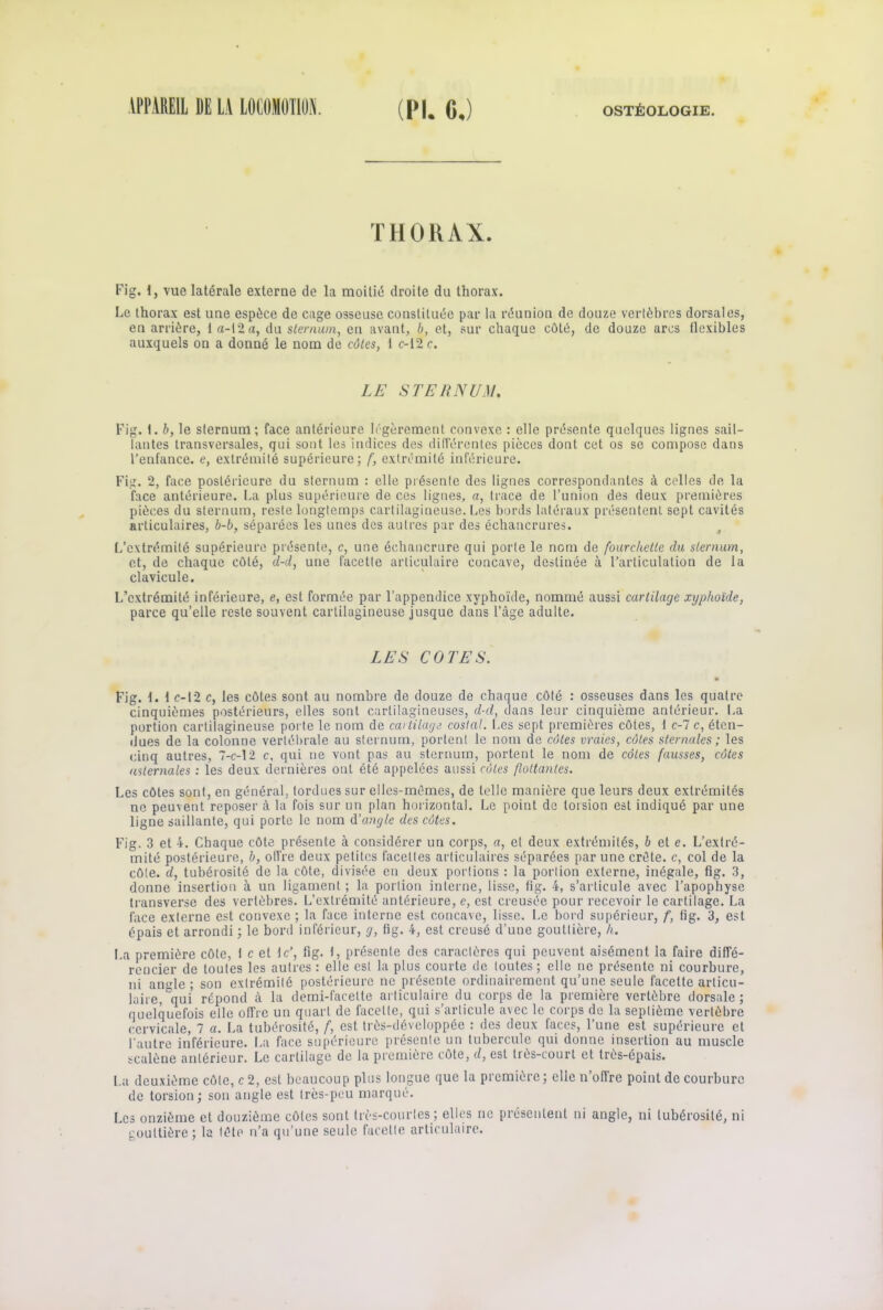 THORAX. Fig. I, vue latérale externe de la moitié droite du thorax. Le thorax est une espèce de cage osseuse constituée par la réunion de douze vertèbres dorsales, en arrière, 1 a-12a, du sternum, en avant, 6, et, sur chaque côté, de douze arcs flexibles auxquels on a donné le nom de côtes, 1 c-12 c. LE STERNUM. Fig. t. b, le sternum; face antérieure légèrement convexe : elle présente quelques lignes sail- lantes transversales, qui sont les indices des différentes pièces dont cet os se compose dans l’enfance, c, extrémité supérieure; f, extrémité inférieure. Fig. 2, face postérieure du sternum : elle présente des lignes correspondantes à celles de la face antérieure. La plus supérieure de ces lignes, a, trace de l’union des deux premières pièces du sternum, reste longtemps cartilagineuse. Les bords latéraux présentent sept cavités articulaires, 6-6, séparées les unes des autres par des échancrures. ; L’extrémité supérieure présente, c, une échancrure qui porte le nom de fourchette du sternum, et, de chaque côté, d-d, une facette articulaire concave, destinée à l’articulation de la clavicule. L’extrémité inférieure, e, est formée par l’appendice xyphoïde, nommé aussi cartilage xyphoïde, parce qu’elle reste souvent cartilagineuse jusque dans l’àge adulte. LES COTES. • Fig. 1. 1 c-12 c, les côtes sont au nombre de douze de chaque côté : osseuses dans les quatre cinquièmes postérieurs, elles sont cartilagineuses, d-d, dans leur cinquième antérieur. La portion cartilagineuse porte le nom de caitilaye costal. Les sept premières côtes, 1 c-7 c, éten- dues de la colonne vertébrale au sternum, portent le nom de côtes vraies, côtes sternales; les cinq autres, T-c-12 c, qui ne vont pas au sternum, portent le nom de côtes fausses, côtes adernales : les deux dernières ont été appelées aussi côtes flottantes. Les côtes sont, en général, tordues sur elles-mêmes, de telle manière que leurs deux extrémités ne peuvent reposer à la fois sur un plan horizontal. Le point de torsion est indiqué par une ligne saillante, qui porte le nom d'angle des côtes. Fig. 3 et 4. Chaque côte présente à considérer un corps, a, et deux extrémités, 6 et e. L’extré- mité postérieure, 6, offre deux petites facettes articulaires séparées par une crête, c, col de la côte, d, tubérosité de la côte, divisée en deux portions : la portion externe, inégale, fig. 3, donne insertion à un ligament ; la portion interne, lisse, fig. 4, s’articule avec l’apophyse transverse des vertèbres. L’extrémité antérieure, e, est creusée pour recevoir le cartilage. La face externe est convexe ; la face interne est concave, lisse. Le bord supérieur, f, fig. 3, est épais et arrondi ; le bord inférieur, g, fig. 4, est creusé d’une gouttière, h. La première côte, 1 c et le’, fig. 1, présente des caractères qui peuvent aisément la faire diffé- rencier de toutes les autres : elle est la plus courte de toutes; elle ne présente ni courbure, ni anyle ; son extrémité postérieure ne présente ordinairement qu’une seule facette articu- laire, 'qui répond à la demi-facette articulaire du corps de la première vertèbre dorsale; quelquefois elle offre un quart de facette, qui s’articule avec le corps de la septième vertèbre cervicale, 7 a. La tubérosité, f, est très-développée : des deux faces, l’une est supérieure et l'autre inférieure. La face supérieure présente un tubercule qui donne insertion au muscle scalène antérieur. Le cartilage de la première côte, d, est très-court et très-épais. La deuxième côte, c2, est beaucoup plus longue que la première; elle n’offre point de courbure de torsion; son angle est très-peu marqué. Les onzième et douzième côtes sont très-court es ; elles ne piésenlent ni angle, ni tubérosité, ni gouttière; la tête n’a qu’une seule facette articulaire.