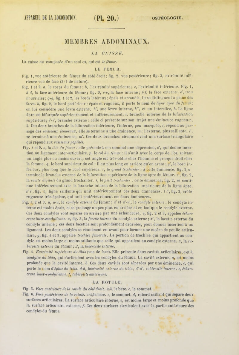 MEMBRES ABDOMINAUX. LA CUISSE. La cuisse est composée d’un seul os, qui est le fémur. LE FÉMUR. / Fig. I, vue antérieure du fémur du côté droit; fig, 2, vue postérieure; fig. 3, extrémité infé- rieure vue de face (3/4 de nature). Fig. I et 2. a, le corps du fémur; b, l’extrémité supérieure; c, l’extrémité inférieure. Fig. t, d-d, la face antérieure du fémur; fig. 2, e-e, la face interne ; f-f, la face externe; e', trou nourricier; g-g, fig. 1 et 2, les bords latéraux ; épais et arrondis, ils se distinguent à peine des faces, h, fig. 2, le bord postérieur; épais et rugueux, il porte le nom de ligne âpre du fémur; en lui considère une lèvre externe, h’, une lèvre interne, h, et un interstice, h. La ligne dpre est bifurquée supérieurement et inférieurement, z, branche interne de la bifurcaiion supérieure; t’-t”, branche externe: celle ci présente sur son trajet une éminence rugueuse, k. Des deux branches de la bifurcation inférieure, l’interne, peu marquée, l, répond au pas- sage des vaisseaux fémoraux, elle se termine à une éminence, m; l’externe, plus saillante, /’, se termine à une éminence, m’.. Ces deux branches circonscrivent une surface triangulaire qui répond aux vaisseaux poplités. Fig. \ et 2. o, la tète du fémur : elle présente à son sommet une dépression, o', qui donne inser- tion au ligament inter-articulaire, p, le col du fémur : il s’unit avec le corps de l’os, suivant un angle plus ou moins ouvert; cet angle est très-obtus chez l’homme et presque droit chez la femme, g, le bord supérieur du col : il est plus long en arrière qu’en avant ; g’, le bord in- férieur, plus long que le bord supérieur, r, le grand trochanter : à cette éminence, fig. 2, s termine la brandie externe de la bifurcation supérieure de la ligne Apre du fémur. r’, fig. 2, la cavité digitale du grand trochanter, s, le petit trochanter : celte éminence, fig. 2, se conti- nue inférieurement avec la branche interne de la bifurcation supérieure delà ligne âpre, s’s’, fig. 1, ligne saillante qui unit antérieurement ces deux éminences. 11’, fig. 2, crête rugueuse très-épaisse, qui unit postérieurement ces deux éminences. Fig. 1,2 et 3. u, u-u, le condyle externe du fémur ; u et u'-u’, le condyle interne : le condyle in- terne est moins épais, et se prolonge un peu plus en arrière et en bas que le condyle externe. Ces deux condyles sont séparés en arrière par une échancrure, v, fig. 2 et 3, appelée échan- crure inter-condytienne, x, fig. 3, la facette interne du condyle externe ; x', la facette externe du condyle interne ; ces deux facettes sont profondément excavées, pour donner insertion à un ligament. Les deux condyles se réunissent en avant pour former une espèce de poulie articu- lai rc^ y, fig. 1 et 3, appelée trochlée fémorale. La portion de trochlée qui appartient au con- dyle est moins large et moins saillante que celle qui appartient au condyle externe, z, la tu- bérosité externe du fémur; z’, la tubérosité interne. Fig. 4. Extrémité supérieure du tibia {\ue de face). Elle présente deux cavités articulaires, a et b, condyles du tibia, qui s’articulent avec les condyles du fémur. La cavilé externe, a, est moins profonde que la cavité interne, b. Ces deux cavités sont séparées par une éminence, c, qui porte le nom d'épine du tibia, d-d, tubérosité externe du tibia; d’-d', tubérosité interne. e, échan- crure inter-condylienne. f, tubérosité antérieure. LA ROTULE. Fig. 3. Face antérieure de la rotule du côté droit, a-b, labase. c, le sommet. Fig. 6. Face postérieure de la rotule. a- b,la base, c, le sommet, d, rebord saillant qui sépare deux surfaces articulaires. La surface articulaire interne, e, est moins large et moins profonde que la surface articulaire externe, f. Ces deux surfaces s’articulent avec la partie antérieure des condyles du fémur.