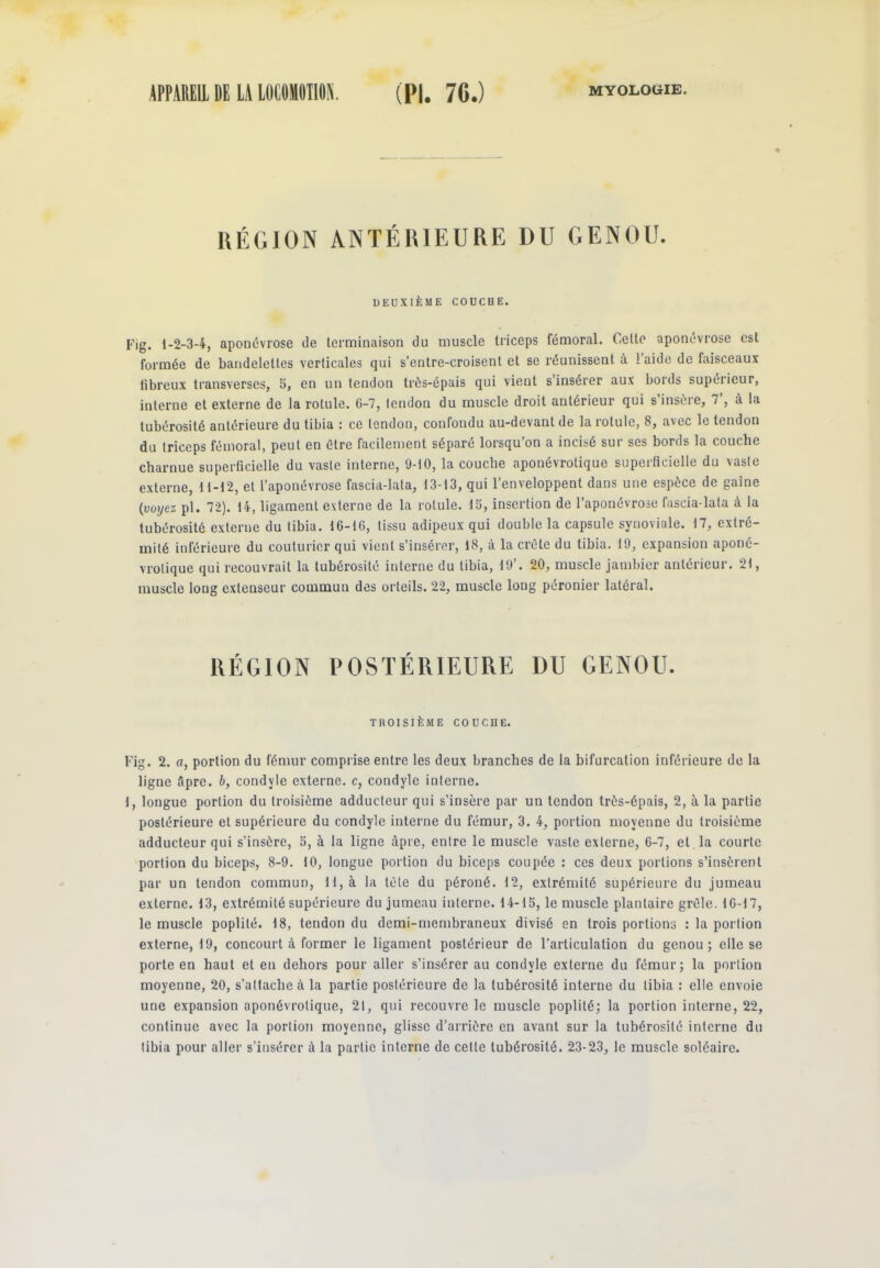 1AÉGION ANTÉRIEURE DU GENOU. DEUXIÈME COUCHE. Fig. 1-2-34, aponévrose tle terminaison du muscle triceps fémoral. Celle aponévrose est formée de bandelettes verticales qui s’cntre-croisent et se réunissent, à laide de faisceaux fibreux transverses, 5, en un tendon trés-épais qui vient s’insérer aux bords supérieur, interne et externe de la rotule. 6-7, tendon du muscle droit antérieur qui s insère, 7 , a la tubérosité antérieure du tibia : ce tendon, confondu au-devant de la rotule, 8, avec le tendon du triceps fémoral, peut en être facilement séparé lorsqu’on a incisé sur ses bords la couche charnue superficielle du vaste interne, 9-10, la couche aponévrotique superficielle du vaste externe, 11-12, et l’aponévrose fascia-lata, 13-13, qui l’enveloppent dans une espèce de gaine (voyez pl. 72). 14, ligament externe de la rotule. 15, insertion de l’aponévrose fascia-lata à la tubérosité externe du tibia. 16-16, tissu adipeux qui double la capsule synoviale. 17, extré- mité inférieure du couturier qui vient s’insérer, 18, à la crête du tibia. 19, expansion aponé- vrolique qui recouvrait la tubérosité interne du tibia, 19’. 20, muscle jambier antérieur. 21, muscle long extenseur commun des orteils. 22, muscle long péronier latéral. RÉGION POSTÉRIEURE DU GENOU. TROISIÈME COUCHE. Fig. 2. a, portion du fémur comprise entre les deux branches de la bifurcation inférieure de la ligne âpre. b, condyle externe, c, condyle interne. 1, longue portion du troisième adducteur qui s’insère par un tendon très-épais, 2, à la partie postérieure et supérieure du condyle interne du fémur, 3. 4, portion moyenne du troisième adducteur qui s’insère, 5, à la ligne âpre, entre le muscle vaste externe, 6-7, et la courte portion du biceps, 8-9. 10, longue portion du biceps coupée : ces deux portions s’insèrent par un tendon commun, U, à la tète du péroné. 12, extrémité supérieure du jumeau externe. 13, extrémité supérieure du jumeau interne. 14-15, le muscle plantaire grêle. 1G-17, le muscle poplité. 18, tendon du demi-membraneux divisé en trois portions : la portion externe, 19, concourt à former le ligament postérieur de l’articulation du genou; elle se porte en haut et en dehors pour aller s’insérer au condyle externe du fémur; la portion moyenne, 20, s’attache à la partie postérieure de la tubérosité interne du tibia : elle envoie une expansion aponévrotique, 21, qui recouvre le muscle poplité; la portion interne, 22, continue avec la portion moyenne, glisse d’arrière en avant sur la tubérosité interne du tibia pour aller s’insérer à la partie interne de cette tubérosité. 23-23, le muscle soléaire.