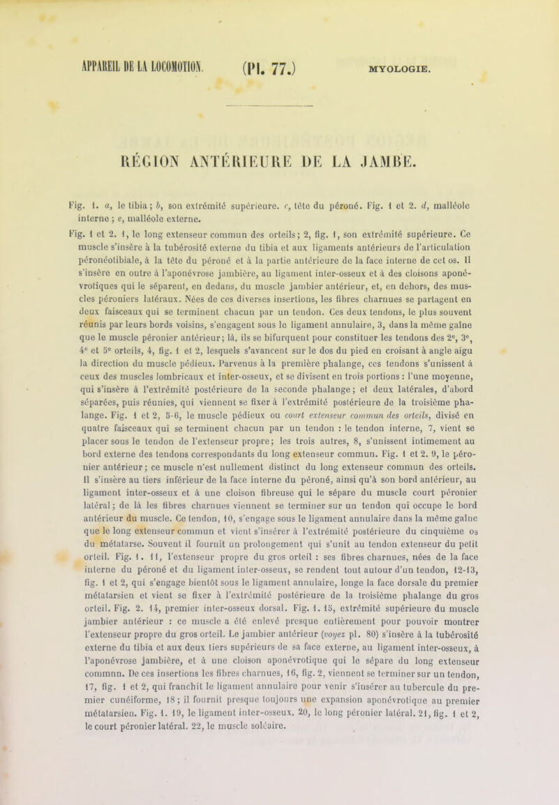 RÉGION ANTÉRIEURE DE LA JAMBE. Fig. 1. a, le tibia; b, son extrémité supérieure, c, tête du péroné. Fig. t et 2. </, malléole interne ; e, malléole externe. Fig. 1 et 2. t, le long extenseur commun des orteils; 2, fig. 1, son extrémité supérieure. Ce muscle s’insère à la tubérosité externe du tibia et aux ligaments antérieurs de l’articulation péronéotibiale, à la tête du péroné et à la partie antérieure de la face interne de cet os. Il s’insère en outre à l’aponévrose jambière, au ligament inter-osseux et à des cloisons aponé- vroliques qui le séparent, en dedans, du muscle jambier antérieur, et, en dehors, des mus- cles péroniers latéraux. Nées de ces diverses insertions, les fibres charnues se partagent en deux faisceaux qui se terminent chacun par un tendon. Ces deux tendons, le plus souvent réunis par leurs bords voisins, s’engagent sous le ligament annulaire, 3, dans la même gaine que le muscle péronier antérieur; là, ils se bifurquent pour constituer les tendons des 2e, 3°, 4U et 5° orteils, 4, fig. 1 et 2, lesquels s’avancent sur le dos du pied en croisant à angle aigu la direction du muscle pédieux. Parvenus à la première phalange, ces tendons s’unissent à ceux des muscles lombricaux et inter-osseux, et se divisent en trois portions : l’une moyenne, qui s’insère à l’extrémité postérieure de la seconde phalange; et deux latérales, d’abord séparées, puis réunies, qui viennent se fixera l’extrémité postérieure de la troisième pha- lange. Fig. 1 et 2, 5-0, le muscle pédieux ou court extenseur commun des orteils, divisé en quatre faisceaux qui se terminent chacun par un tendon : le tendon interne, 7, vient se placer sous le tendon de l’extenseur propre; les trois autres, 8, s’unissent intimement au bord externe des tendons correspondants du long extenseur commun. Fig. 1 et 2. 9, le péro- nier antérieur; ce muscle n’est nullement distinct du long extenseur commun des orteils. Il s’insère au tiers inférieur de la face interne du péroné, ainsi qu’à son bord antérieur, au ligament inter-osseux et à une cloison fibreuse qui le sépare du muscle court péronier latéral ; de là les fibres charnues viennent se terminer sur un tendon qui occupe le bord antérieur du muscle. Ce tendon, 10, s’engage sous le ligament annulaire dans la même gaine que le long extenseur commun et vient s’insérer à l’extrémité postérieure du cinquième os du métatarse. Souvent il fournit un prolongement qui s’unit au tendon extenseur du petit orteil. Fig. I. II, l’extenseur propre du gros orteil : scs fibres charnues, nées de la face interne du péroné et du ligament inter-osseux, se rendent tout autour d’un tendon, 12-13, fig. 1 et 2, qui s’engage bientôt sous le ligament annulaire, longe la face dorsale du premier métatarsien et vient se fixer à l’extrémité postérieure de la troisième phalange du gros orteil. Fig. 2. 14, premier inter-osseux dorsal. Fig. 1. 15, extrémité supérieure du muscle jambier antérieur : ce muscle a été enlevé presque entièrement pour pouvoir montrer l’extenseur propre du gros orteil. Le jambier antérieur (voyez pl. 80) s’insère à la tubérosité externe du tibia et aux deux tiers supérieurs de sa face externe, au ligament inter-osseux, à l’aponévrose jambière, et à une cloison aponévrolique qui le sépare du long extenseur commnn. De ces insertions les fibres charnues, 16, fig. 2, viennent se terminer sur un tendon, 17, fig. 1 et 2, qui franchit le ligament annulaire pour venir s’insérer au tubercule du pre- mier cunéiforme, 18; il fournit presque toujours une expansion aponévrolique au premier métatarsien. Fig. 1. 19, le ligament inter-osseux. 20, le long péronier latéral. 21, fig. 1 et 2, le court péronier latéral. 22,1e muscle soléaire.