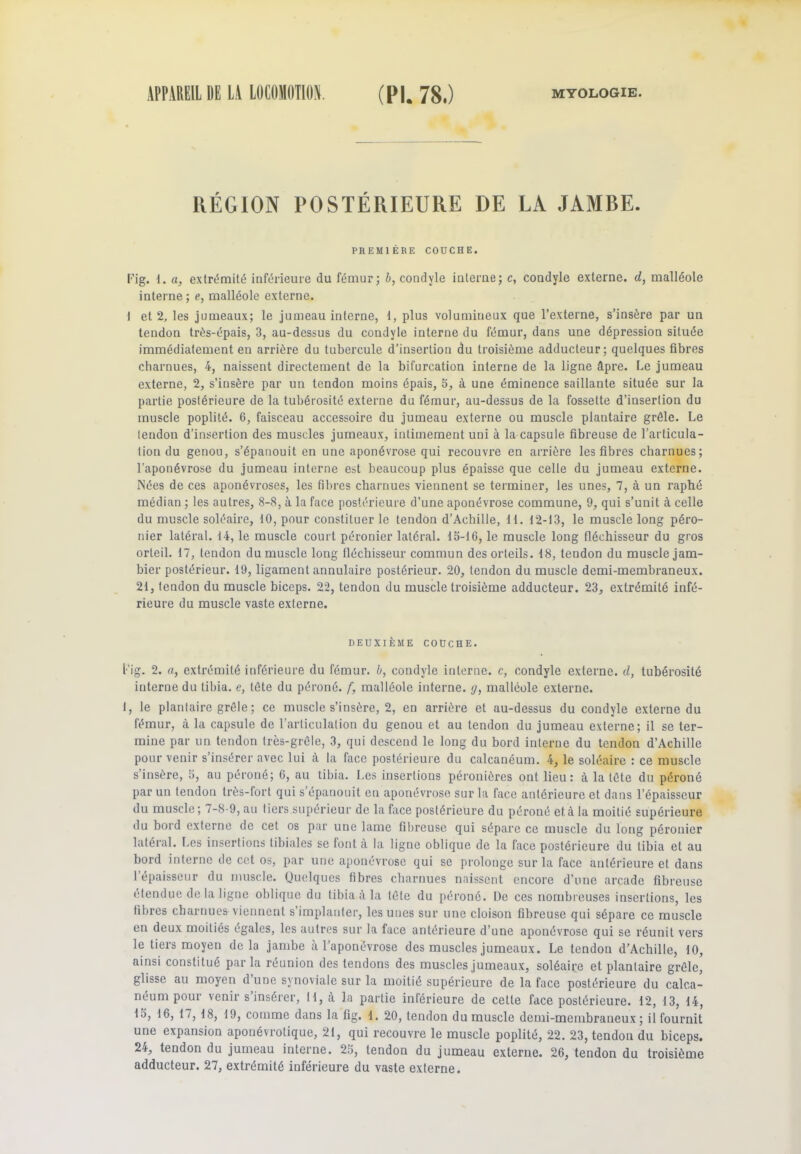 RÉGION POSTÉRIEURE DE LA JAMBE. PREMIÈRE COUCHE. Fig. 1. a, extrémité inférieure du fémur; b, condyle interne; c, condyle externe, d, malléole interne; e, malléole externe. 1 et 2, les jumeaux; le jumeau interne, 1, plus volumineux que l’externe, s’insère par un tendon très-épais, 3, au-dessus du condyle interne du fémur, dans une dépression située immédiatement en arrière du tubercule d’insertion du troisième adducteur; quelques fibres charnues, 4, naissent directement de la bifurcation interne de la ligne âpre. Le jumeau externe, 2, s’insère par un tendon moins épais, 5, à une éminence saillante située sur la partie postérieure de la tubérosité externe du fémur, au-dessus de la fossette d’insertion du muscle poplité. 6, faisceau accessoire du jumeau externe ou muscle plantaire grêle. Le tendon d’insertion des muscles jumeaux, intimement uni à la capsule fibreuse de l’articula- tion du genou, s’épanouit en une aponévrose qui recouvre en arrière les fibres charnues; l’aponévrose du jumeau interne est beaucoup plus épaisse que celle du jumeau externe. Nées de ces aponévroses, les fibres charnues viennent se terminer, les unes, 7, à un raphé médian ; les autres, 8-8, à la face postérieure d’une aponévrose commune, 9, qui s’unit à celle du muscle soléaire, 10, pour constituer le tendon d’Achille, 11. 12-13, le muscle long péro- nier latéral. 14, le muscle court péronier latéral. 15-16, le muscle long fléchisseur du gros orteil. 17, tendon du muscle long fléchisseur commun des orteils. 18, tendon du muscle jam- bier postérieur. 19, ligament annulaire postérieur. 20, tendon du muscle demi-membraneux. 21, tendon du muscle biceps. 22, tendon du muscle troisième adducteur. 23, extrémité infé- rieure du muscle vaste externe. DEUXIÈME COUCHE. Fig. 2. a, extrémité inférieure du fémur, b, condyle interne, c, condyle externe, d, tubérosité interne du tibia, e, tête du péroné, f, malléole interne, g, malléole externe. I, le plantaire grêle; ce muscle s’insère, 2, en arrière et au-dessus du condyle externe du fémur, à la capsule de l’articulation du genou et au tendon du jumeau externe; il se ter- mine par un tendon très-grêle, 3, qui descend le long du bord interne du tendon d’Achille pour venir s’insérer avec lui à la face postérieure du calcanéum. 4, le soléaire : ce muscle s’insère, 5, au péroné; 6, au tibia. Les insertions péronières ont lieu: à la tête du péroné par un tendon très-fort qui s’épanouit en aponévrose sur la face antérieure et dans l’épaisseur du muscle; 7-8-9, au tiers supérieur de la face postérieure du péroné et à la moitié supérieure du bord externe de cet os par une lame fibreuse qui sépare ce muscle du long péronier latéral. Les insertions tibiales se font à la ligne oblique de la face postérieure du tibia et au bord interne de cet os, par une aponévrose qui se prolonge sur la face antérieure et dans l’épaisseur du muscle. Quelques fibres charnues naissent encore d’une arcade fibreuse étendue de la ligne oblique du tibia à la tête du péroné. De ces nombreuses insertions, les fibres charnues viennent s’implanter, les unes sur une cloison fibreuse qui sépare ce muscle en deux moitiés égales, les autres sur la face antérieure d’une aponévrose qui se réunit vers le tiers moyen delà jambe à l’aponévrose des muscles jumeaux. Le tendon d’Achille, 10, ainsi constitué parla réunion des tendons des muscles jumeaux, soléaire et plantaire grêle, glisse au moyen d une synoviale sur la moitié supérieure de la face postérieure du calca- néum pour venir s insérer, 11, à la partie inférieure de cette face postérieure. 12, 13, 14, 15, 16, 17, 18, 19, comme dans la fig. 1. 20, tendon du muscle demi-membraneux; il fournit une expansion aponévrotique, 21, qui recouvre le muscle poplité, 22. 23, tendon du biceps. 2-r, tendon du jumeau interne. 25, tendon du jumeau externe. 26, tendon du troisième adducteur. 27, extrémité inférieure du vaste externe.
