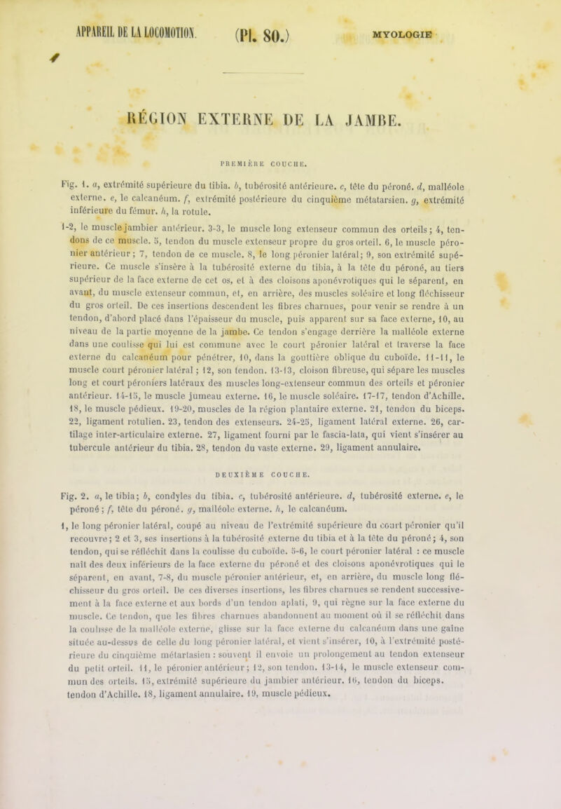 RÉGION EXTERNE DE LA JAMBE. PREMIÈRE COUCHE. Fig. I. a, extrémité supérieure du tibia, b, tubérosité antérieure, c, tête du péroné, d, malléole externe, e, le calcanéum, f, extrémité postérieure du cinquième métatarsien, g, extrémité inférieure du fémur, h, la rotule. 1-2, le musclejambier antérieur. 3-3, le muscle long extenseur commun des orteils; 4, ten- dons de ce muscle. 5, tendon du muscle extenseur propre du gros orteil. G, le muscle péro- nier antérieur ; 7, tendon de ce muscle. 8, le long péronier latéral; 0, son extrémité supé- rieure. Ce muscle s’insère à la tubérosité externe du tibia, à la tète du péroné, au tiers supérieur de la face externe de cet os, et à des cloisons aponévrotiques qui le séparent, en avant, du muscle extenseur commun, et, en arrière, des muscles soléaire et long fléchisseur du gros orteil. De ces insertions descendent les fibres charnues, pour venir se rendre à un tendon, d'abord placé dans l’épaisseur du muscle, puis apparent sur sa face externe, 10, au niveau de la partie moyenne de la jambe. Ce tendon s’engage derrière la malléole externe dans une coulisse qui lui est commune avec le court péronier latéral et traverse la face externe du calcanéum pour pénétrer, 10, dans la gouttière oblique du cuboïde. 11-11, le muscle court péronier latéral ; 12, son tendon. 13-13, cloison fibreuse, qui sépare les muscles long et court péroniers latéraux des muscles long-extenseur commun des orteils et péronier antérieur. 14-13, le muscle jumeau externe. 16, le muscle soléaire. 17-17, tendon d’Achille. 18, le muscle pédieux. 19-20, muscles de la région plantaire externe. 21, tendon du biceps. 22, ligament rotulien. 23, tendon des extenseurs. 24-25, ligament latéral externe. 26, car- tilage inter-articulaire externe. 27, ligament fourni par le fascia-lata, qui vient s’insérer au tubercule antérieur du tibia. 28, tendon du vaste externe. 29, ligament annulaire. DEUXIÈME COUCHE. Fig. 2. a, le tibia; b, condyles du tibia, c, tubérosité antérieure, d, tubérosité externe, e, le péroné; f, tète du péroné, g, mailéole externe, h, le calcanéum. 1, le long péronier latéral, coupé au niveau de l’extrémité supérieure du court péronier qu’il recouvre; 2 et 3, ses insertions à la tubérosité externe du tibia et à la tète du péroné; 4, son tendon, qui se réfléchit dans la coulisse du cuboïde. 5-6, le court péronier latéral : ce muscle naît des deux inférieurs de la face externe du péroné et des cloisons aponévrotiques qui le séparent, en avant, 7-8, du muscle péronier antérieur, et, en arrière, du muscle long flé- chisseur du gros orteil. De ces diverses insertions, les fibres charnues se rendent successive- ment à la face externe et aux bords d’un tendon aplati, 9, qui règne sur la face externe du muscle. Ce tendon, que les fibres charnues abandonnent au moment où il se réfléchit dans la coulisse de la malléole externe, glisse sur la face externe du calcanéum dans une gaine située au-dessus de celle du long péronier latéral, et vient s’insérer, 10, à l’extrémité posté- rieure du cinquième métarlasien : souvent il envoie un prolongement au tendon extenseur du petit orteil. H, le péronier antérieur ; 12, son tendon. 13-14, le muscle extenseur com- mun des orteils. 15, extrémité supérieure du jambier antérieur. 16, tendon du biceps, tendon d’Achille. 18, ligament annulaire. 19, muscle pédieux.