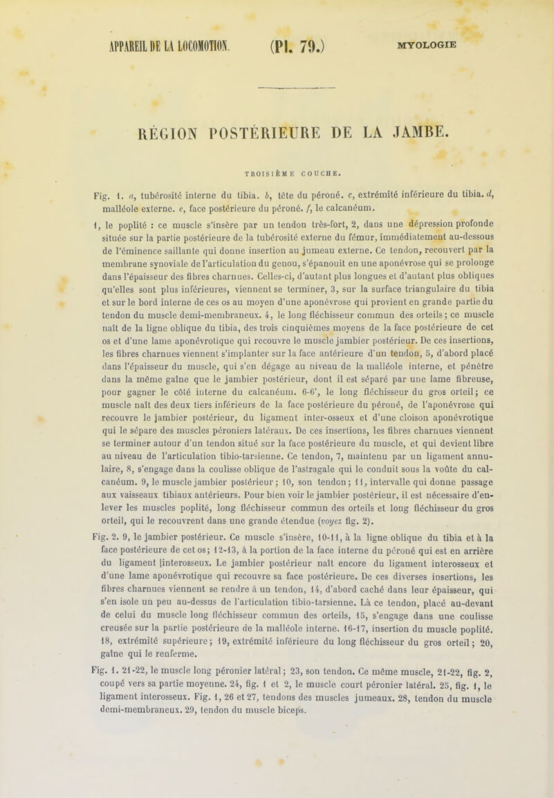 RÉGION POSTÉRIEURE DE LA JAMBE. TROISIÈME COUCHE. Fig. 1. a, tubérosité interne du tibia, b, tête du péroné, c, extrémité inférieure du tibia. </, malléole externe, e, face postérieure du péroné, f, le calcanéum. 1, le poplité : ce muscle s'insère par un tendon très-fort, 2, dans une dépression profonde située sur la partie postérieure de la tubérosité externe du fémur, immédiatement au-dessous de l’éminence saillante qui donne insertion au jumeau externe. Ce tendon, recouvert par la membrane synoviale de l’articulation du genou, s’épanouit en une aponévrose qui se prolonge dans l’épaisseur des fibres charnues. Celles-ci, d’autant plus longues et d’autant plus obliques qu’elles sont plus inférieures, viennent se terminer, 3, sur la surface triangulaire du tibia et sur le bord interne de ces os au moyen d’une aponévrose qui provient en grande partie du tendon du muscle demi-membraneux. 4, le long fléchisseur commun des orteils; ce muscle naît de la ligne oblique du tibia, des trois cinquièmes moyens de la face postérieure de cet os et d’une lame aponévrotique qui recouvre le muscle jambier postérieur. De ces insertions, les fibres charnues viennent s’implanter sur la face antérieure d’un tendon, 5, d’abord placé dans l’épaisseur du muscle, qui s’en dégage au niveau de la malléole interne, et pénètre dans la môme gaîne que le jambier postérieur, dont il est séparé par une lame fibreuse, pour gagner le côté interne du calcanéum. 6-6’, le long fléchisseur du gros orteil; ce muscle naît des deux tiers inférieurs de la face postérieure du péroné, de l’aponévrose qui recouvre le jambier postérieur, du ligament inter-osseux et d’une cloison aponévrotique qui le sépare des muscles péroniers latéraux. De ces insertions, les fibres charnues viennent se terminer autour d’un tendon situé sur la face postérieure du muscle, et qui devient libre au niveau de l’articulation tibio-tarsienne. Ce tendon, 7, maintenu par un ligament annu- laire, 8, s’engage dans la coulisse oblique de l’astragale qui le conduit sous la voûte du cal- canéum. 9, le muscle jambier postérieur; 10, son tendon; f i, intervalle qui donne passage aux vaisseaux tibiaux antérieurs. Pour bien voir le jambier postérieur, il est nécessaire d’en- lever les muscles poplité, long fléchisseur commun des orteils et long fléchisseur du gros orteil, qui le recouvrent dans une grande étendue (voyez fig. 2). Fig. 2. 9, le jambier postérieur. Ce muscle s’insère, 10-11, à la ligne oblique du tibia et à la face postérieure de cet os; 12-13, à la portion de la face interne du péroné qui est en arrière du ligament jinterosseux. Le jambier postérieur naît encore du ligament interosseux et d’une lame aponévrotique qui recouvre sa face postérieure. De ces diverses insertions, les fibres charnues viennent se rendre à un tendon, 14, d’abord caché dans leur épaisseur, qui s’en isole un peu au-dessus de l’articulation tibio-tarsienne. Là ce tendon, placé au-devant de celui du muscle long fléchisseur commun des orteils, 15, s’engage dans une coulisse creusée sur la parlie postérieure de la malléole interne. 16-17, insertion du muscle poplité. 18, extrémité supérieure; 19, extrémité inférieure du long fléchisseur du gros orteil; 20, gaîne qui le renferme. Fig. 1. 21-22, le muscle long péronier latéral; 23, son tendon. Ce môme muscle, 21-22, fig. 2, coupé vers sa parlie moyenne. 24, fig. 1 et 2, le muscle court péronier latéral. 25, fig. 1, le ligament interosseux. Fig. 1, 26 et 27, tendons des muscles jumeaux. 28, tendon du muscle demi-membraneux. 29, tendon du muscle biceps.