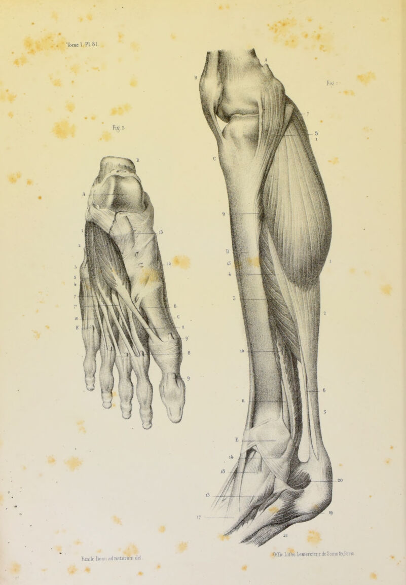 . Tome 1. PI 81 Boule Beau adnaturnn tle! A Offic Limo.Lemercier.r.deSsme 5-/J?aris