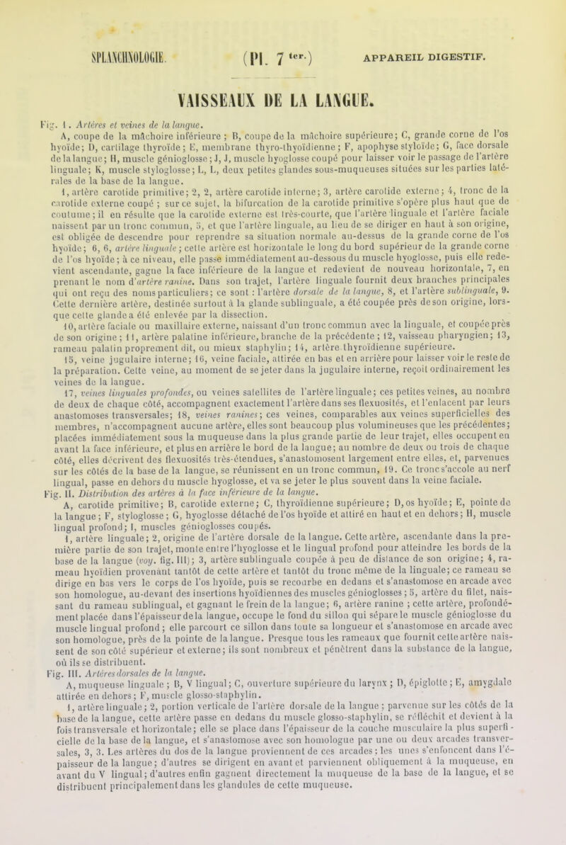 VAISSEAUX DE LA LANGUE. ’ig. I. Artères et veines de la langue. A, coupe de la mâchoire inférieure ; B, coupe de la mâchoire supérieure; C, grande corne de l’os hyoïde; D, cartilage thyroïde; 15, membrane thyro-thyoïdienne; F, apophyseslyloïde; G, face dorsale de la langue; H, muscle génioglosse ; J, J, muscle hyoglosse coupé pour laisser voir le passage de 1 artère linguale; K, muscle styloglosse; L, L, deux petites glandes sous-muqueuses situées sur les parties laté- rales de la base de la langue. 1, artère carotide primitive; 2, 2, artère carotide interne; 3, artère carotide externe; 4, tronc de la carotide externe coupé ; sur ce sujet, la bifurcation de la carotide primitive s’opère plus haut que de coutume; il en résulte que la carotide externe est très-courte, que l’artère linguale et l’artère faciale naissent par un tronc commun, 5, et que l’artère linguale, au lieu de se diriger en haut à son origine, est obligée de descendre pour reprendre sa situation normale au-dessus de la grande corne de 1 os hyoïde; 6, 6, artère linguale ; cette artère est horizontale le long du bord supérieur de la grande corne de l’os hyoïde; à ce niveau, elle passe immédiatement au-dessous du muscle hyoglosse, puis elle rede- vient ascendante, gagne la face inférieure de la langue et redevient de nouveau horizontale, 7, en prenant le nom d'artère ranine. Dans son trajet, l’artère linguale fournit deux branches principales qui ont reçu des noms particuliers; ce sont : l’artère dorsale de la langue, 8, et l’artère sublinguale, 9. Gette dernière artère, destinée surtout à la glande sublinguale, a été coupée près de son origine, lors- que celte glande a été enlevée par la dissection. 10, artère faciale ou maxillaire externe, naissant d’un tronc commun avec la linguale, et coupée près de son origine ; 11, artère palatine inférieure,branche de la précédente ; i2, vaisseau pharyngien; 13, rameau palatin proprement dit, ou mieux staphylin; 14, artère thyroïdienne supérieure. 15, veine jugulaire interne; 10, veine faciale, attirée en bas et en arrière pour laisser voir le reste de la préparation. Celte veine, au moment de se jeter dans la jugulaire interne, reçoit ordinairement les veines de la langue. 17, veines linguales profondes, ou veines satellites de l’artère linguale; ces petites veines, au nombre de deux de chaque côté, accompagnent exactement l’artère dans ses flexuosités, et l’enlacent par leurs anastomoses transversales; 18, veines ranines-, ces veines, comparables aux veines superficielles des membres, n’accompagnent aucune artère, elles sont beaucoup plus volumineuses que les précédentes; placées immédiatement sous la muqueuse dans la plus grande partie de leur trajet, elles occupent en avant la face inférieure, et plus en arrière le bord de la langue; au nombre de deux ou trois de chaque côté, elles décrivent des flexuosités très-étendues, s’anastomosent largement entre elles, et, parvenues sur les côtés de la base de la langue, se réunissent en un tronc commun, 19. Ce tronc s’accole au nerf lingual, passe en dehors du muscle hyoglosse, et va se jeter le plus souvent dans la veine faciale. Fig. 11. Distribution des artères à la face inférieure de la langue. A, carotide primitive; B, carotide externe; C, thyroïdienne supérieure ; D, os hyoïde; E, pointe de la langue ; F, styloglosse ; G, hyoglosse détaché de l’os hyoïde et attiré en haut et en dehors ; H, muscle lingual profond; I, muscles génioglosses coupés. 1, artère linguale; 2, origine de l’artère dorsale de la langue. Celte artère, ascendante dans la pre- mière partie de son trajet, monte entre l’hyoglosse et le lingual profond pour atteindre les bords de la base de la langue {voy. fig. 111); 3, artère sublinguale coupée à peu de distance de son origine; 4, ra- meau hyoïdien provenant tantôt de cette artère et tantôt du tronc môme de la linguale; ce rameau se dirige en bas vers le corps de l’os hyoïde, puis se recourbe en dedans et s’anastomose en arcade avec son homologue, au-devant des insertions hyoïdiennes des muscles génioglosses ; 5, artère du filet, nais- sant du rameau sublingual, et gagnant le frein de la langue; fi, artère ranine ; cette artère, profondé- ment placée dans l’épaisseur delà langue, occupe le fond du sillon qui sépare le muscle génioglosse du muscle lingual profond ; elle parcourt ce sillon dans toute sa longueur et s’anastomose en arcade avec son homologue, près de la pointe de la langue. Presque tous les rameaux que fournit celte artère nais- sent de son côté supérieur et externe; ils sont nombreux et pénètrent dans la substance de la langue, où ils se distribuent. Fig. III. Artères dorsales de la langue. A, muqueuse linguale ; B, V lingual; C, ouverture supérieure du larynx ; D, épiglotte; E, amygdale attirée en dehors; F, muscle glosso-staphylin. I, artère linguale; 2, portion verticale de l’artère dorsale delà langue; parvenue sur les côtés de la base de la langue, cette artère passe en dedans du muscle glosso-staphylin, se réfléchit et devient à la fois transversale et horizontale; elle se place dans l’épaisseur de la couche musculaire la plus superfi - cielle delà base delà langue, et s’anastomose avec son homologue par une ou deux arcades transver- sales, 3, 3. Les artères du dos de la langue proviennent de ces arcades ; les unes s’enfoncent dans l’é- paisseur de la langue; d’autres se dirigent en avant et parviennent obliquement à la muqueuse, en avant du V lingual; d’autres enfin gagnent directement la muqueuse de la base de la langue, et se distribuent principalement dans les glandulcs de cette muqueuse.