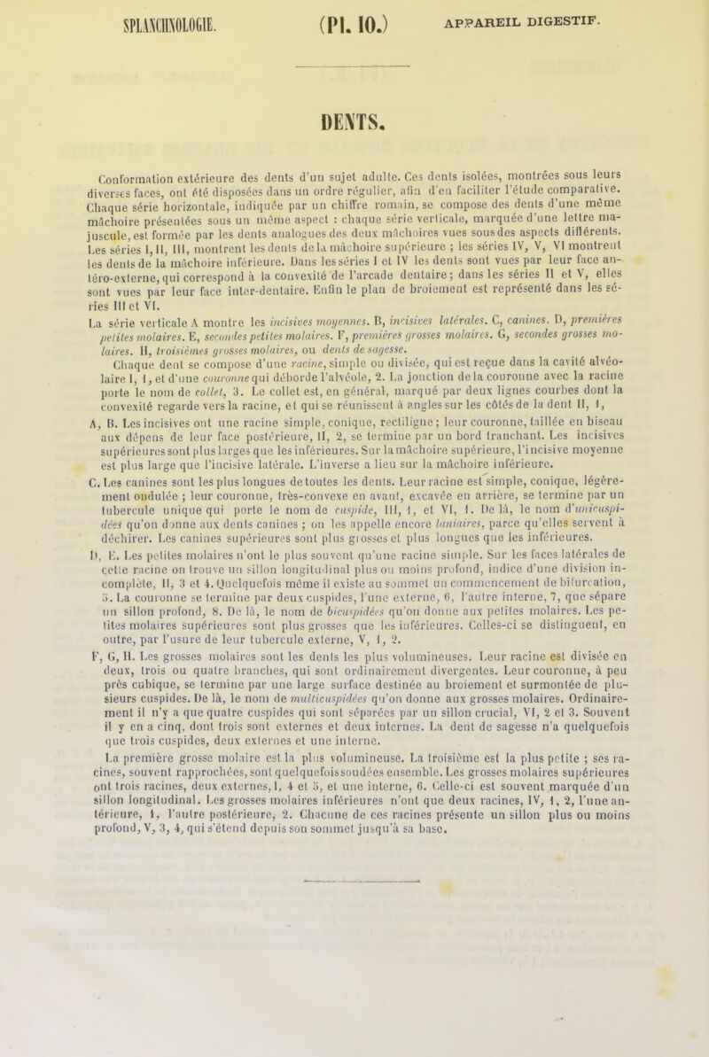 DENTS * Conformation extérieure des dents d’un sujet adulte. Ces dents isolées, montrées sous leurs diverses faces, ont été disposées dans un ordre régulier, afin d’en faciliter l’étude comparative. Chaque série horizontale, indiquée par un chiffre romain, se compose des dents d’une même mâchoire présentées sous un même aspect : chaque série verticale, marquée d’une lettre ma- juscule, est formée par les dents analogues des deux mâchoires vues sous des aspects diflérents. I.es séries I, II, 111, montrent les dents delà mâchoire supérieure ; les séries IV, V, VI montrent les dents de la mâchoire inférieure. Dans les séries I et IV les dents sont vues par leur face an- tcro-extcrne, qui correspond a la convexité de 1 arcade dentaire 5 dans les séries II et V, elles sont vues par leur face inter-dentaire. Enfin le plan de broiement est représenté dans les sé- ries 111 et VI. La série verticale A montre les incisives moyennes. B, incisives latérales. C, canines. D, premières petites molaires. E, secondes petites molaires. F, premières grosses molaires. G, secondes grosses mo- laires. II, troisièmes grosses molaires, ou dents de sagesse. Chaque dent se compose d’une racine, simple ou divisée, qui est reçue dans la cavité alvéo- laire I, I, et d’une couronne qui déborde l’alvée,le, 2. La jonction de la couronne avec la racine porte le nom de collet, 3. Le collet est, en général, marqué par deux lignes courbes dont la convexité regarde vers la racine, et qui se réunissent à angles sur les côtés de la dent II, I, A, B. Les incisives ont une racine simple, conique, rectiligne; leur couronne, taillée en biseau aux dépens de leur face postérieure, II, 2, se termine par un bord tranchant. Les incisives supérieures sont plus larges que les inférieures. Sur la mâchoire supérieure, l’incisive moyenne est plus large que l’incisive latérale. L’inverse a lieu sur la mâchoire inférieure. C. Les canines sont les plus longues de toutes les dents. Leur racine est simple, conique, légère- ment ondulée ; leur couronne, très-convexe en avant, excavée en arrière, se termine par un tubercule unique qui porte le nom de cuspide, III, t, et VI, f. Delà, le nom d’unicuspi- dêes qu’on donne aux dents canines ; on les appelle encore laniaires, parce qu’elles servent à déchirer. Les canines supérieures sont plus grosses et plus longues que les inférieures. D, E. Les petites molaires n’ont le plus souvent qu’une racine simple. Sur les faces latérales de cette racine on trouve un sillon longitudinal plus ou moins profond, indice d’une division in- complète, II, 3 et 4. Quelquefois même il existe au sommet un commencement de bifurcation, 3. La couronne se termine par deux cuspides, l’une externe, C, l'autre interne, 7, que sépare lin sillon profond, 8. De là, le nom de bicuspidées qu’on donne aux petilcs molaires. Les pe- tites molaires supérieures sont plus grosses que les inférieures. Celles-ci se distinguent, en outre, par l’usure de leur tubercule externe, V, 1,2. F, G, Ii. Les grosses molaires sont les dents les plus volumineuses. Leur racine est divisée en deux, trois ou quatre branches, qui sont ordinairement divergentes. Leur couronne, à peu près cubique, se termine par une large surface destinée au broiement et surmontée de plu- sieurs cuspides. De là, le nom de multicuspidées qu’on donne aux grosses molaires. Ordinaire- ment il n’y a que quatre cuspides qui sont séparées par un sillon crucial, VI, 2 et 3. Souvent il y en a cinq, dont trois sont externes et deux internes. La dent de sagesse n’a quelquefois que trois cuspides, deux externes et une interne. La première grosse molaire est la plus volumineuse. La troisième est la plus petite ; ses ra- cines, souvent rapprochées, sont quelquefois soudées ensemble. Les grosses molaires supérieures ont trois racines, deux externes, 1, 4 et 0, et une interne, C. Celle-ci est souvent marquée d’un sillon longitudinal. Les grosses molaires inférieures n’ont que deux racines, IV, t, 2, l’une an- térieure, 1, l’autre postérieure, 2. Chacune de ces racines présente un sillon plus ou moins profond, V, 3, 4, qui s’étend depuis son sommet jusqu’à sa base.