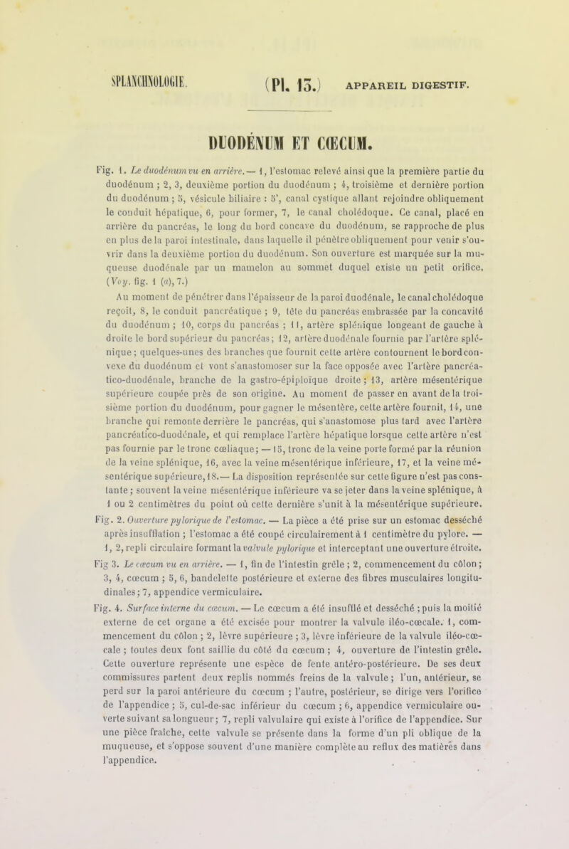 (PI. 13.) APPAREIL DIGESTIF. DUODÉNUM ET CŒCUM. Fig. 1. Le duodénum va en arrière.— t, l’estomac relevé ainsi que la première partie du duodénum ; 2, 3, deuxième portion du duodénum ; 4, troisième et dernière portion du duodénum ; 5, vésicule biliaire : 5’, canal cystique allant rejoindre obliquement le conduit hépatique, 6, pour former, 7, le canal cholédoque. Ce canal, placé en arrière du pancréas, le long du bord concave du duodénum, se rapproche de plus en plus delà paroi intestinale, dans laquelle il pénètre obliquement pour venir s'ou- vrir dans la deuxième portion du duodénum. Son ouverture est marquée sur la mu- queuse duodénale par un mamelon au sommet duquel existe un petit orifice. (Voy. fig. 1 (a), 7.) Au moment de pénétrer dans l’épaisseur de la paroi duodénale, le canal cholédoque reçoit, 8, le conduit pancréatique ; 9, tète du pancréas embrassée par la concavité du duodénum ; 10, corps du pancréas ; 11, artère splénique longeant de gauche à droite le bord supérieur du pancréas; 12, artère duodénale fournie par l’artère splé- nique; quelques-unes des branches que fournit celte artère contournent le bord con- vexe du duodénum cl vont s’anastomoser sur la face opposée avec l’artère pancrca- tico-duodénale, branche de la gastro-épiploïque droite; 13, artère mésentérique supérieure coupée près de son origine. Au moment de passer en avant de la troi- sième portion du duodénum, pour gagner le mésentère, celte artère fournit, 14, une branche qui remonte derrière le pancréas, qui s’anastomose plus tard avec l’artère pancréatico-duodénale, et qui remplace l’artère hépatique lorsque cette artère n’est pas fournie par le tronc cœliaque; — 13, tronc de la veine porte formé par la réunion de la veine splénique, 16, avec la veine mésentérique inférieure, 17, et la veine mé- sentérique supérieure, 18.— La disposition représentée sur cette figure n’est pas cons- tante; souvent la veine mésentérique inférieure va se jeter dans la veine splénique, <\ 1 ou 2 centimètres du point où celte dernière s’unit à la mésentérique supérieure. Fig. 2. Ouverture pylorique de l'estomac. — La pièce a été prise sur un estomac desséché après insufflation ; l’estomac a été coupé circulairement àl centimètre du pylore. — 1, 2, repli circulaire formant la valvule pylorique et interceptant une ouverture étroite. Fig 3. Le cæcum vu en arrière. — 1, fin de l’intestin grêle ; 2, commencement du côlon ; 3, 4, cæcum ; 5, 6, bandelette postérieure et externe des fibres musculaires longitu- dinales; 7, appendice vermiculairc. Fig. 4, Surface interne du cæcum. — Le cæcum a été insufflé et desséché ; puis la moitié externe de cet organe a été excisée pour montrer la valvule iléo-cœcale. 1, com- mencement du côlon ; 2, lèvre supérieure ; 3, lèvre inférieure de la valvule iléo-cœ- cale ; toutes deux font saillie du côté du cæcum ; 4, ouverture de l’intestin grêle. Cette ouverture représente une espèce de fente antéro-postérieure. De scs deux commissures partent doux replis nommés freins de la valvule; l’un, antérieur, se perd sur la paroi antérieure du cæcum ; l’autre, postérieur, se dirige vers l’orifice de l’appendice ; 5, cul-de-sac inférieur du cæcum ; 6, appendice vermiculairc ou- verte suivant sa longueur; 7, repli valvulaire qui existe à l’orifice de l’appendice. Sur une pièce fraîche, celte valvule se présente dans la forme d’un pli oblique de la muqueuse, et s’oppose souvent d’une manière complète au reflux des matières dans l’appendice.