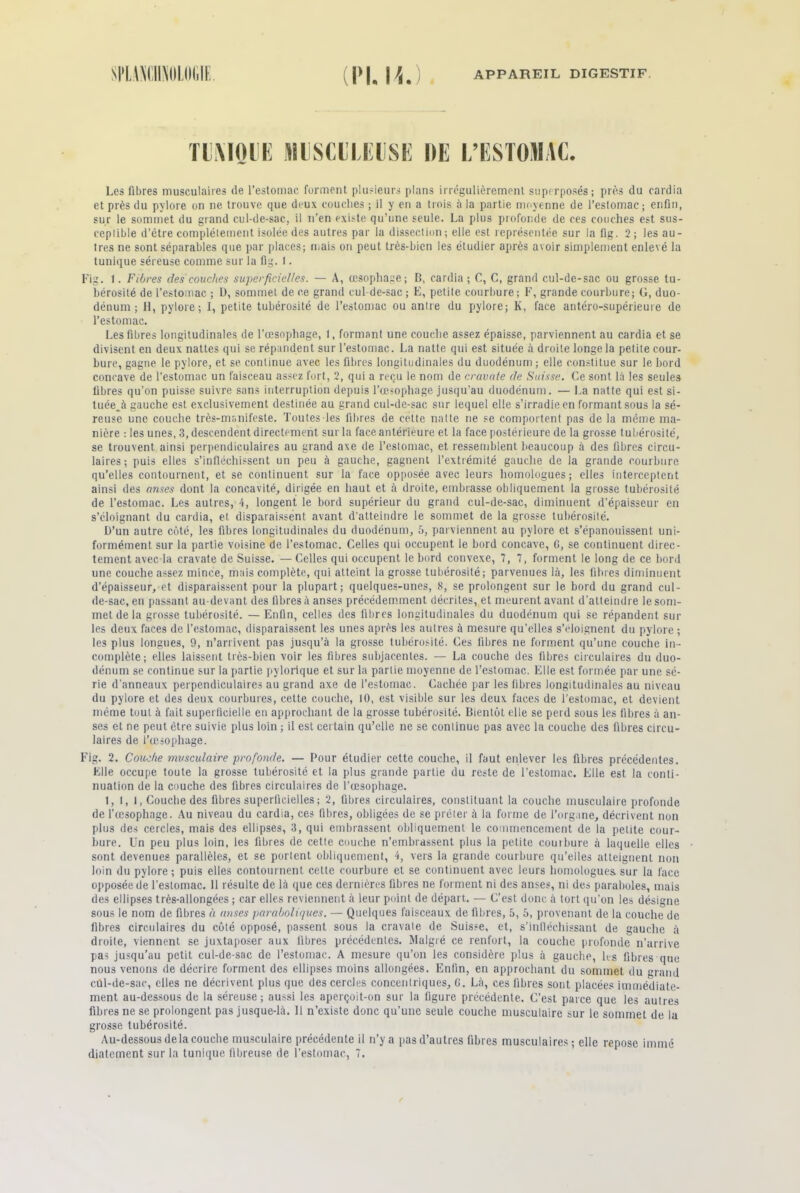 TIÜMOUE MISCILEISE DE L’ESTOMAC. Les fibres musculaires de l’estomac forment plusieurs plans irrégulièrement superposés; près du cardia et près du pylore on ne trouve que deux couches ; il y en a trois à la partie moyenne de l’estomac; enfin, sur le sommet du grand cul-de-sac, il n’en existe qu’une seule. La plus profonde de ces couches est sus- eeplible d’étre complètement isolée des autres par la dissection ; elle est représentée sur la fig. 2; les au- tres ne sont séparables que par places; mais on peut très-bien les étudier après avoir simplement enlevé la tunique séreuse comme sur la fig. I. Fig. 1. Fibres des couches superficielles. — A, œsophage; B, cardia ; C, C, grand cul-de-sac ou grosse tu- bérosité de l’estomac ; D, sommet de ce grand cul-de-sac ; E, petite courbure ; F, grande courbure; G, duo- dénum ; H, pylore; I, petite tubérosité de l’estomac ou antre du pylore; K, face antéro-supérieure de l’estomac. Les fibres longitudinales de l’œsophage, 1, formant une couche assez épaisse, parviennent au cardia et se divisent en deux nattes qui se répandent sur l’estomac. La natte qui est située à droite longe la petite cour- bure, gagne le pylore, et se continue avec les fibres longitudinales du duodénum; elle constitue sur le bord concave de l’estomac un faisceau assez fort, 2, qui a reçu le nom de cravate de Suisse. Ce sont là les seules fibres qu’on puisse suivre sans interruption depuis l’œsophage jusqu’au duodénum. — La natte qui est si- tuée Ji gauche est exclusivement destinée au grand cul-de-sac sur lequel elle s’irradie en formant sous la sé- reuse une couche très-manifeste. Toutes les fibres de cette natte ne se comportent pas de la même ma- nière : les unes, 3, descendent directement sur la face antérieure et la face postérieure de la grosse tubérosité, se trouvent ainsi perpendiculaires au grand axe de l’estomac, et ressemblent beaucoup à des fibres circu- laires; puis elles s’infléchissent un peu à gauche, gagnent l’extrémité gauche de la grande courbure qu’elles contournent, et se continuent sur la face opposée avec leurs homologues ; elles interceptent ainsi des anses dont la concavité, dirigée en haut et à droite, embrasse obliquement la grosse tubérosité de l’estomac. Les autres, 4, longent le bord supérieur du grand cul-de-sac, diminuent d’épaisseur en s’éloignant du cardia, et disparaissent avant d’atteindre le sommet de la grosse tubérosité. D’un autre côté, les fibres longitudinales du duodénum, 5, parviennent au pylore et s’épanouissent uni- formément sur la partie voisine de l’estomac. Celles qui occupent le bord concave, G, se continuent direc- tement avec la cravate de Suisse. — Celles qui occupent le bord convexe, 7, 7, forment le long de ce bord une couche assez mince, mais complète, qui atteint la grosse tubérosité; parvenues là, les fibres diminuent d’épaisseur, et disparaissent pour la plupart; quelques-unes, 8, se prolongent sur le bord du grand cul- de-sac, eu passant au-devant des fibres à anses précédemment décrites, et meurent avant d’atteindre le som- met de la grosse tubérosité. — Enfin, celles des fibres longitudinales du duodénum qui se répandent sur les deux faces de l’estomac, disparaissent les unes après les autres à mesure qu’elles s’éloignent du pylore ; les plus longues, 9, n’arrivent pas jusqu’à la grosse tubérosité. Ces fibres ne forment qu’une couche in- complète; elles laissent très-bien voir les fibres subjacentes. — La couche des fibres circulaires du duo- dénum se continue sur la partie pylorique et sur la partie moyenne de l’estomac. Elle est formée par une sé- rie d'anneaux perpendiculaires au grand axe de l’estomac. Cachée par les fibres longitudinales au niveau du pylore et des deux courbures, cette couche, 10, est visible sur les deux faces de l’estomac, et devient même tout à fait superficielle en approchant de la grosse tubérosité. Bientôt elle se perd sous les fibres à an- ses et ne peut être suivie plus loin ; il est certain qu’elle ne se continue pas avec la couche des fibres circu- laires de l’œsophage. Fig. 2. Couche musculaire profonde. — Pour étudier cette couche, il faut enlever les fibres précédentes. Elle occupe toute la grosse tubérosité et la plus grande partie du reste de l’estomac. Elle est la conti- nuation de la couche des fibres circulaires de l’œsophage. 1, 1, 1, Couche des fibres superficielles ; 2, fibres circulaires, constituant la couche musculaire profonde de l’œsophage. Au niveau du cardia, ces fibres, obligées de se prêter à la forme de l’organe, décrivent non plus des cercles, mais des ellipses, 3, qui embrassent obliquement le commencement de la petite cour- bure. Un peu plus loin, les fibres de cette couche n’embrassent plus la petite courbure à laquelle elles sont devenues parallèles, et se portent obliquement, 4, vers la grande courbure qu’elles atteignent non loin du pylore ; puis elles contournent cette courbure et se continuent avec leurs homologues, sur la face opposée de l’estomac. Il résulte de là que ces dernières fibres ne forment ni des anses, ni des paraboles, mais des ellipses très-allongées ; car elles reviennent à leur point de départ. — C’est donc à tort qu’on les désigne sous le nom de fibres à anses paraboliques. — Quelques faisceaux de fibres, 5, 5, provenant de la couche de fibres circulaires du côté opposé, passent sous la cravate de Suisse, et, s’infléchissant de gauche à droite, viennent se juxtaposer aux fibres précédentes. Malgré ce renfort, la couche profonde n'arrive pas jusqu’au petit cul-de-sac de l’estomac. A mesure qu’on les considère plus à gauche, les fibres que nous venons de décrire forment des ellipses moins allongées. Enfin, en approchant du sommet du grand cûl-de-sac, elles ne décrivent plus que des cercles concentriques, G. Là, ces fibres sont placées immédiate- ment au-dessous de la séreuse ; aussi les aperçoit-on sur la figure précédente. C’est parce que les autres fibres ne se prolongent pas jusque-là. Il n’existe donc qu'une seule couche musculaire sur le sommet de la grosse tubérosité. Au-dessous de la couche musculaire précédente il n’y a pas d’autres fibres musculaires; elle repose immé diatement sur la tunique fibreuse de l’estomac, 7.