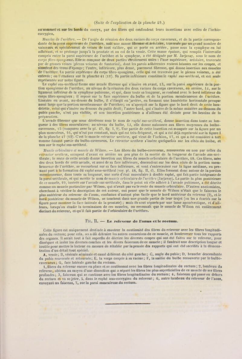 (Suite de l'explication de la planche 49.) au sommet et sur les bords du coccyx, par des fibres qui confondent leurs insertions avec celles de l’ischio- coccygicn. Muscles de l’urèthre. — De l’angle de réunion des deux racines du corps caverneux, et de la partie correspon- dante de la paroi supérieure de l’urèthre, naît une masse fibreuse et aréolaire, traversée par un grand nombre de vaisseaux et spécialement de veines de tout calibre, qui se porte en arrière, passe sous la symphyse en lui adhérant, et se prolonge jusqu’à la prostate et au col do la vessie. Cette masse épaisse, qui remplit l’intervalle compris entre la paroi supérieure de l’urèthre et la symphyse, a été désignée par M. Jarjavay, sous le nom de corps (ibro-spongieux. Elle se compose de deux parties étroitement unies : l’une supérieure, aréolaire, traversée par de grosses veines (plexus veineux de Santorini), dont les parois adhérentes restent béantes sur les coupes, et simulent des trous d'éponge; l’autre, inférieure, plus dense, purement fibreuse, qui donne insertion aux muscles de l’urèthre. La partie supérieure du corps fibro-spongieux, celle qui est traversée par le plexus veineux, a été enlevée; on l’étudiera sur la planche 41 (II). Sa partie inférieure constitue le raphé sus-uréthral, et est seule représentée sur notre figure. Le raphé sus-uréthral forme une arcade fibreuse qui s’insère en avant, 13, sur la paroi supérieure delà por- tion spongieuse de l’urèthre, au niveau de la réunion des deux raeiues du corps caverneux, en arrière, 14, sur le ligament inférieur de la symphyse pubienne, et qui, dans toute sa longueur, se confond avec le bord inférieur du corps fibro-spongieux ; il repose sur la face supérieure du bulbe et de la portion membraneuse de l'urèthre. Linéaire en avant, au-dessus du bulbe, il s’élargit en'arrière, en formant une bandelette horizontale presque aussi large que la portion membraneuse de Furèthrc; on n’aperçoit sur la figure que le bord droit de celte ban- delette, celui qui s’insère au-dessous du pubis droit; l’autre bord, qui s’insère de la même manière au-dessous du pubis gauche, n’est pas visible, et son insertion postérieure a d’ailleurs été divisée pour les besoins de la préparation. L’arcade fibreuse que nous décrivons sous le nom de raphé sus-uréthral, donne insertion dans toute sa lon- gueur à des fibres musculaires; au niveau du bulbe, 13, elle donne naissance aux fibres moyennes du bulbo- caverneux, 13 (comparez avec la pl. 47, fig. I, 9). Une partie de cette insertion est masquée sur la figure par un plan musculeux, 16, qui n’est pas constant, mais qui est très-fréquent, et qui a été déjà représenté sur la figure I de la planche 47 (12). C’est le muscle retractor urelhræ, qui vient de l’ischion, 17, et qui a été considéré à tort comme faisant partie du bulbo-caverneux. Le retractor urelhræ s’insère quelquefois sur les côtés du bulbe, et non sur le raphé sus-uréthral. Muscle orbiculaire et muscle de Wilson. — Les fibres du bulbo-caverneux, recouvertes ou non par celles du retractor urelhræ, occupent d’avant en arrière un peu plus de la moitié de la longueur de l’arcade sus-uré- thrale ; le reste de cette arcade donne insertion aux fibres du muscle orbiculaire de l’urèthre, 18. Ces fibres, nées des deux bords de cette arcade, et aussi de sa face inférieure, descendent sur les deux côtés de la portion mem- braneuse de l’urèthre, se recourbent sur sa face inférieure, et vont s’entrecroiser sur la ligne médiane, eu pre- nant part à la formation du raphé sous-uréthral (voy. pl. -48, fig. II, 6). Elles forment donc autour de la portion membraneuse, dans toute sa longueur, une sorte d’étui musculaire à double raphé, qui fait partie intégrante de la paroi uréthrale, et qui mérite le nom de muscle orbiculaire de l’urèthre (Jarjavay). La partie la plus postérieure de ce muscle, 19, insérée sur l'arcade sus-uréthrale, dans le point où elle adhéré à l’arcade pubienne, a été décrite comme un muscle particulier par Wilson, qui n’avait pas vu le reste du muscle orbiculaire. D’autres anatomistes, cherchant à vérifier la description de cet auteur, ont pensé que le muscle de Wilson n’était que le faisceau le plus antérieur du rclcveur de l’anus, confusion d’autant plus facile que le bord antérieur du releveur (9), et le bord postérieur du muscle de Wilson, se touchent dans une grande partie de leur trajet (on les a écartés sur la figure pour montrer la face latérale de la prostate) ; mais ils sont séparés par une lame aponévrotique, et d’ail- leurs, lorsqu’on étudie la terminaison de ces muscles, on reconnaît que le muscle de Wilson est entièrement distinct du releveur, et qu’il fait partie de l’orbiculaire de Furèlhre. FlG. II. — Le releveur de l’anus et le rectum. Cette figure est uniquement destinée à montrer la continuité des fibres du releveur avec les fibres longitudi- nales du rectum; pour cela, on a dû détruire les autres connexions de ce muscle, et bouleverser tous les rapports des organes. 11 serait tout à fait superflu de décrire les diverses coupes qui ont été faites sur le releveur, pour disséquer et isoler les diverses couches et les divers faisceaux de ce muscle ; il faudrait une description longue et inutile pour mettre le lecteur en mesure de rétablir par la pensée des rapports qui ont été sacrifiés à la démons- tration d’un détail tout spécial. A, vessie; B, vésicule séminale et canal déférent du côté gauche; C, angle du pubis ; D, branche descendante du pubis renversée et retournée; E, la verge coupée à sa racine; F, la saillie du bulbe recouverte par le bulbo- caverneux; G, face latérale gauche du rectum. 1, fibres du releveur encore en place et se continuant avec les fibres longitudinales du rectum ; 2, lambeau du releveur, obtenu au moyen d’une dissection qui a séparé les fibres les plus superficielles de ce muscle de scs fibres profondes; 3, faisceau qui se continue avec les fibres longitudinales du rectum; 4, faisceau qui passe en dehors du rectum et va se jeter, 3, dans le raphé ano-coccygien du releveur; 6, autre lambeau du releveur de l’anus, envoyant un faisceau, 7, sur la paroi musculeuse du rectum.