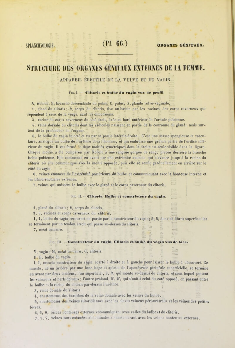 STRUCTURE DES ORGANES GENITAUX EXTEItNES DE EA FEMME. APPAREIL ÉRECTILE LIE LA VULVE ET MU VAGIN. Fig. I. — Clitoris et bulbe du vagin vus <lc profil. « . M | k • • . A, ischion; B, branche descendante du pubis; C, pubis; G, glande vulvo-vaginale. 1, gland du clitoris ; 2, corps du clitoris, fixé au bassin par les racines des corps caverneux qui répondent à ceux de la verge, sauf les dimensions. 3, racine du corps caverneux du côté droit, fixée au bord antérieur de l’arcade pubienne. 4, veine dorsale du clitoris dont les radicules naissent en partie de la couronne du gland, mais sur- tout de la profondeur de l'organe. 5, le bulbe du vagin injecté et vu par sa partie latérale droite. C’est une masse spongieuse et vascu- laire, analogue au bulbe de l’urèthre chez l’homme, et qui embrasse une grande partie de l’orifice infé- rieur du vagin. Il est formé de deux moitiés symétriques dont la droite est seule visible dans la figure. Chaque moitié, a été comparée par Kobelt à une sangsue gorgée de sang, placée derrière la branche ischio-pubienne. Elle commence en avant par une extrémité amincie qui s’avance jusqu’à la racine du clitoris où elle communique avec la moitié opposée, puis elle se renfle graduellement en arrière sur le côté du vagin. 6, veines émanées de l’extrémité postérieure du bulbe et communiquant avec la honteuse interne et les hémorrboïdales externes. 7, veines qui unissent le bulbe avec le gland et le corps caverneux du clitoris. Fig. II.— Clitoris. Bulbe et constricteur du vagin. 1, gland du clitoris; 2, corps du clitoris. 3, 3, racines et corps caverneux du clitoris. 4, 4, bulbe du vagin recouvert en partie parle constricteur du vagin; 5, 5, dontles fibres superficielles se terminent par un tendon étroit qui passe au-dessus du clitoris. 7, méat urinaire. C** , * J k. y Fig. III. —Constricteur du vagin. Clitoris et bulbe du vagin vus de face. • - V* , * m V, vagin ; M, méat urinaire; C, clitoris. B, B, bulbe du vagin. 1, I, muscle constricteur du vagin écarté à droite et à gauche pour laisser le bulbe à découvert. Ce muscle, né en arrière par une base large et aplatie de l’aponévrose périnéale superficielle, se termine en avant par deux tendons, l’un superficiel, 2, 2, qui monte au-dessus du clitoris, et sous lequel passent les vaisseaux et nerfs dorsaux; l’autre profond, 2', 2', qui s’unit à celui du côté opposé, en passant entre le bulbe et la racine du clitoris par-dessus l’urèthre. 3, veine dorsale du clitoris. 4, anastomoses des branches de la veine dorsale avec les veines du bulbe. 5, anastomoses des veines clitoridiennes avec les plexus veiueux péri-urétraux et les veines des petites lèvres. G, G, 6, veines honteuses externes communiquant avec celles du bulbe et du clitoris. 7, 7, 7, veines sous-cutanées ab lominales s’anastomosant avec les veines honteuses externes.