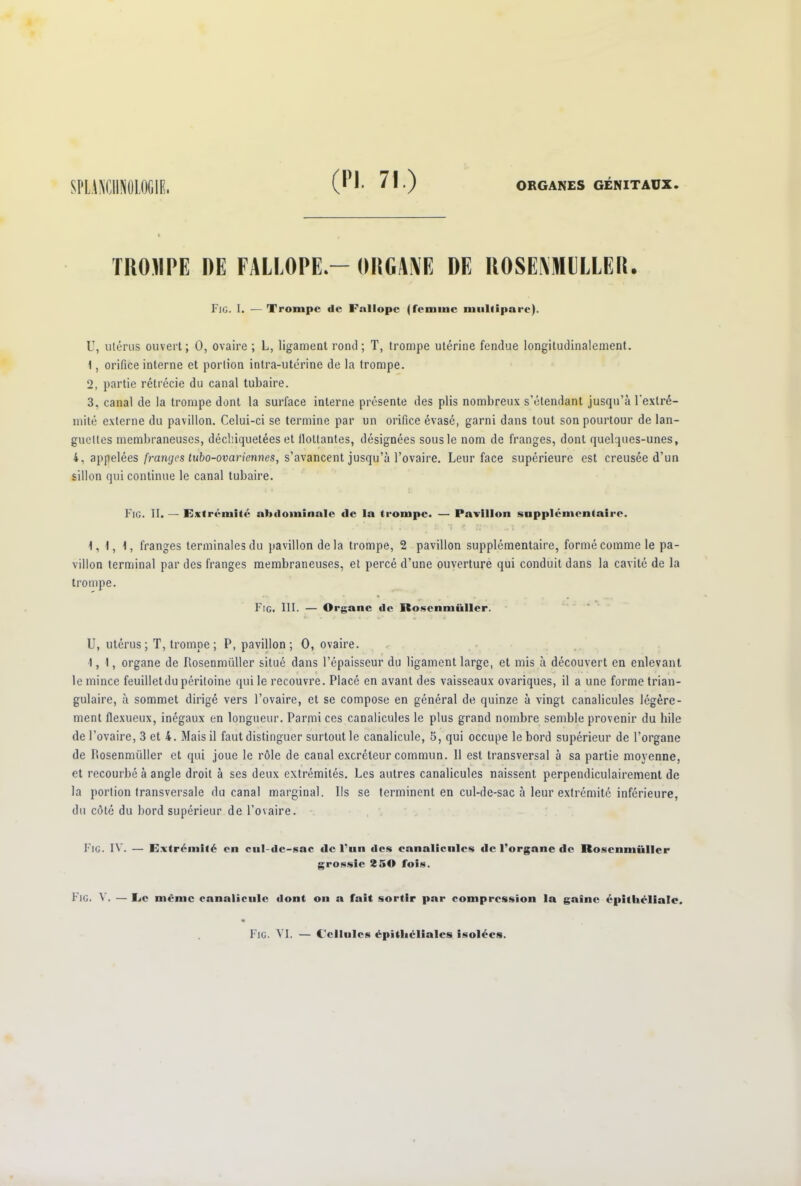 TROUPE RE FALLOPE.— ORGANE DE ROSENMEELER. Fig. I. — Trompe de Fnllope (femme multipare). U, utérus ouvert ; 0, ovaire ; L, ligament rond ; T, trompe utérine fendue longitudinalement. 1, orifice interne et portion intra-utérine de la trompe. 2, partie rétrécie du canal tubaire. 3, canal de la trompe dont la surface interne présente des plis nombreux s’étendant jusqu’à l'extré- mité externe du pavillon. Celui-ci se termine par un orifice évasé, garni dans tout son pourtour de lan- guettes membraneuses, déchiquetées et bottantes, désignées sous le nom de franges, dont quelques-unes, 4, appelées franges tubo-ovaricnnes, s’avancent jusqu’à l’ovaire. Leur face supérieure est creusée d’un sillon qui continue le canal tubaire. Fig. II. — Extrémité abdominale de la trompe. — Pavillon supplémentaire. 1,1, 1, franges terminales du pavillon de la trompe, 2 pavillon supplémentaire, formé comme le pa- villon terminal par des franges membraneuses, et percé d’une ouverture qui conduit dans la cavité de la trompe. Fig. III. — Organe de Rosenmüller. U, utérus; T, trompe ; P, pavillon; 0, ovaire. 1,1, organe de Rosenmüller situé dans l’épaisseur du ligament large, et mis à découvert en enlevant le mince feuillet du péritoine qui le recouvre. Placé en avant des vaisseaux ovariques, il a une forme trian- gulaire, à sommet dirigé vers l’ovaire, et se compose en général de quinze à vingt canalicules légère- ment flexueux, inégaux en longueur. Parmi ces canalicules le plus grand nombre semble provenir du hile de l’ovaire, 3 et 4. Mais il faut distinguer surtout le canalicule, 5, qui occupe le bord supérieur de l’organe de Rosenmüller et qui joue le rôle de canal excréteur commun. 11 est transversal à sa partie moyenne, et recourbé à angle droit à ses deux extrémités. Les autres canalicules naissent perpendiculairement de la portion transversale du canal marginal. Ils se terminent en cul-de-sac à leur extrémité inférieure, du côté du bord supérieur de l’ovaire. Fig. IV. — Extrémité en cul-dc-sac «le l’un «les canalicules «le l’organe de Rosenmüller grossie 250 fois. Fig. V. — Le même eanaliciilc «lont on a fait sortir par compression la gaine épithéliale. Fig. VI, — Cellules épithéliales isolées.