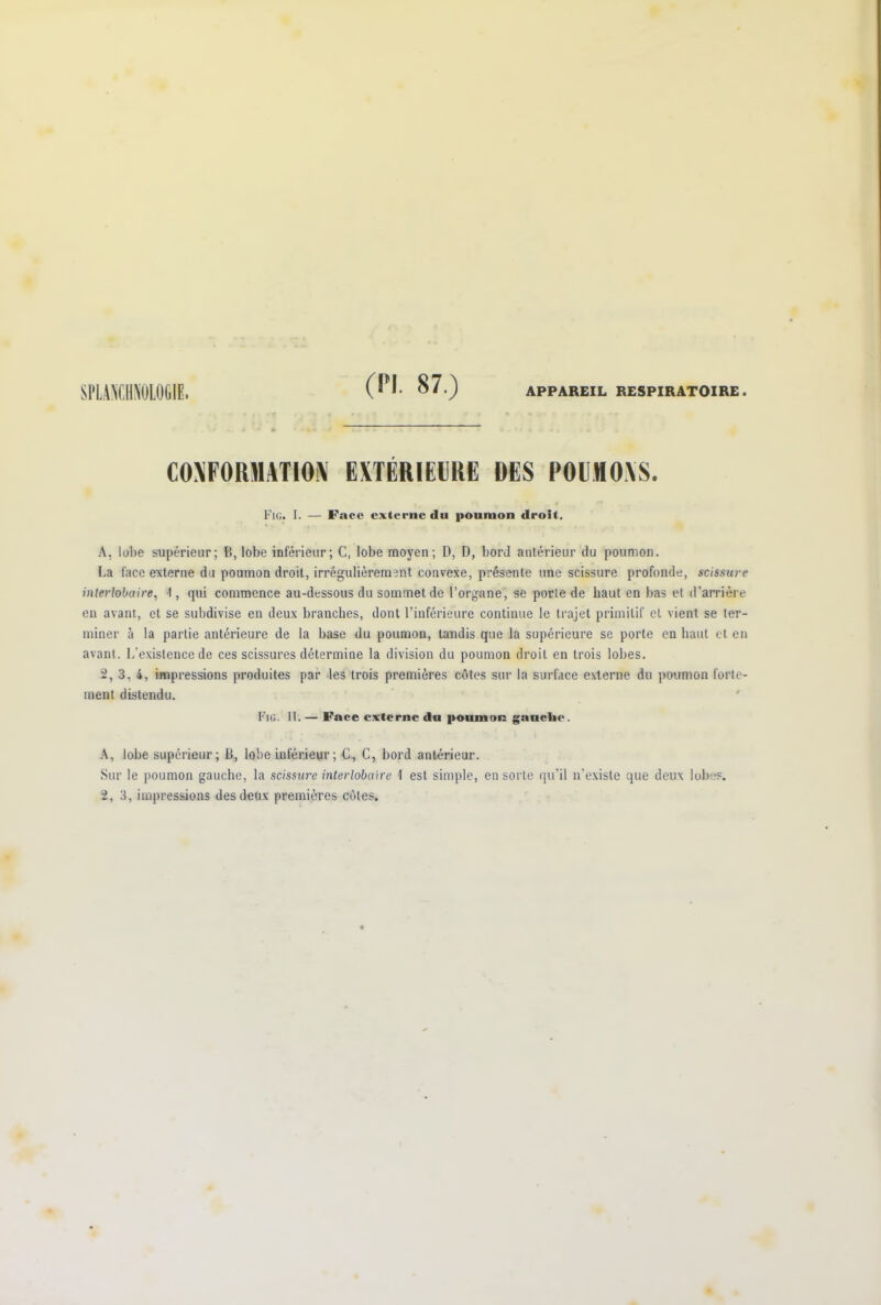 COXFORMTION EXTÉRIEURE DES POUHOXS. Fig. I. — Face externe du poumon droit. A. lobe supérieur; B, lobe inférieur; C, lobe moyen; D, D, bord antérieur du poumon. La face externe du poumon droit, irrégulièrement convexe, présente une scissure profonde, scissure interlobaire, I, qui commence au-dessous du sommet de l’organe, se porte de haut en bas et d’arrière en avant, et se subdivise en deux branches, dont l’inférieure continue le trajet primitif et vient se ter- miner à la partie antérieure de la base du poumon, tandis que la supérieure se porte en haut et en avant. L’existence de ces scissures détermine la division du poumon droit en trois lobes. 2, 3, 4, impressions produites par les trois premières côtes sur la surface externe du poumon forte- ment distendu. Fig. II. — Face externe du poumon gauche. A, lobe supérieur; B, lobe inférieur; C, C, bord antérieur. Sur le poumon gauche, la scissure interlobaire 1 est simple, en sorte qu’il n’existe que deux lobes.