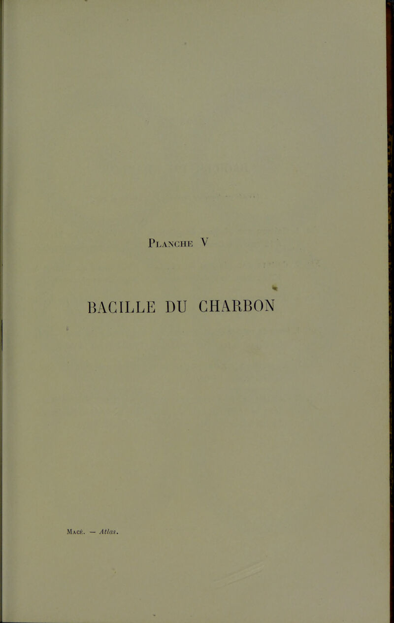 BACILLE DU CHARBON