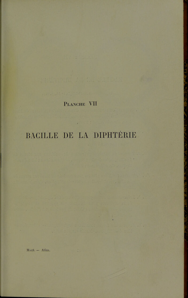 BACILLE DE LA DIPHTÉRIE