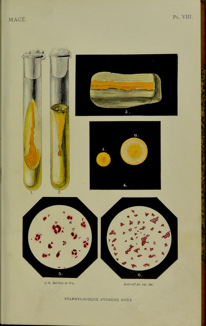 STAPHYLOCOQUE PYOGÈNE DORÉ