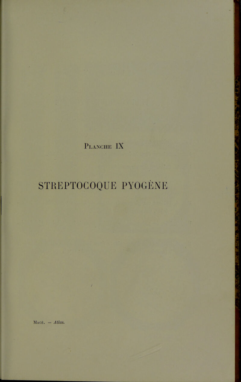 Planche IX STREPTOCOQUE PYOGÈNE