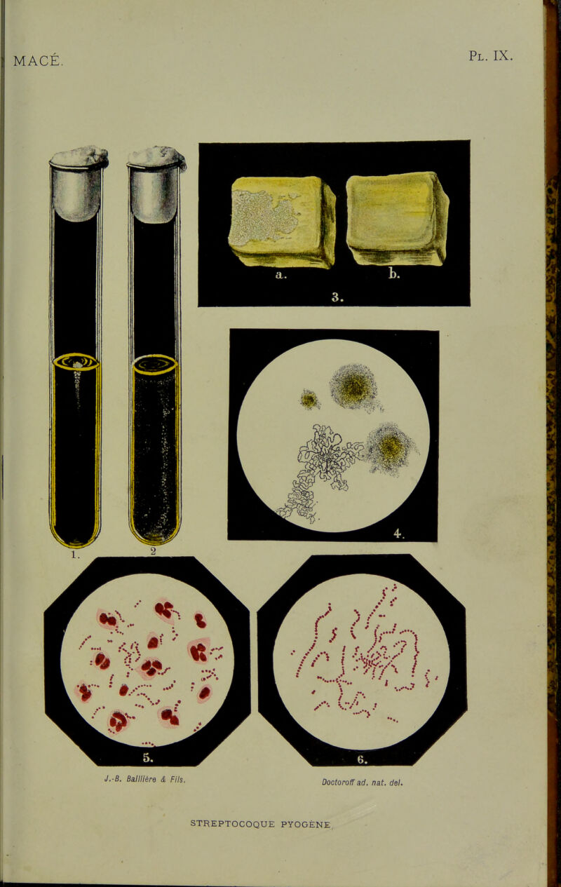 STREPTOCOQUE PYOGÈNE