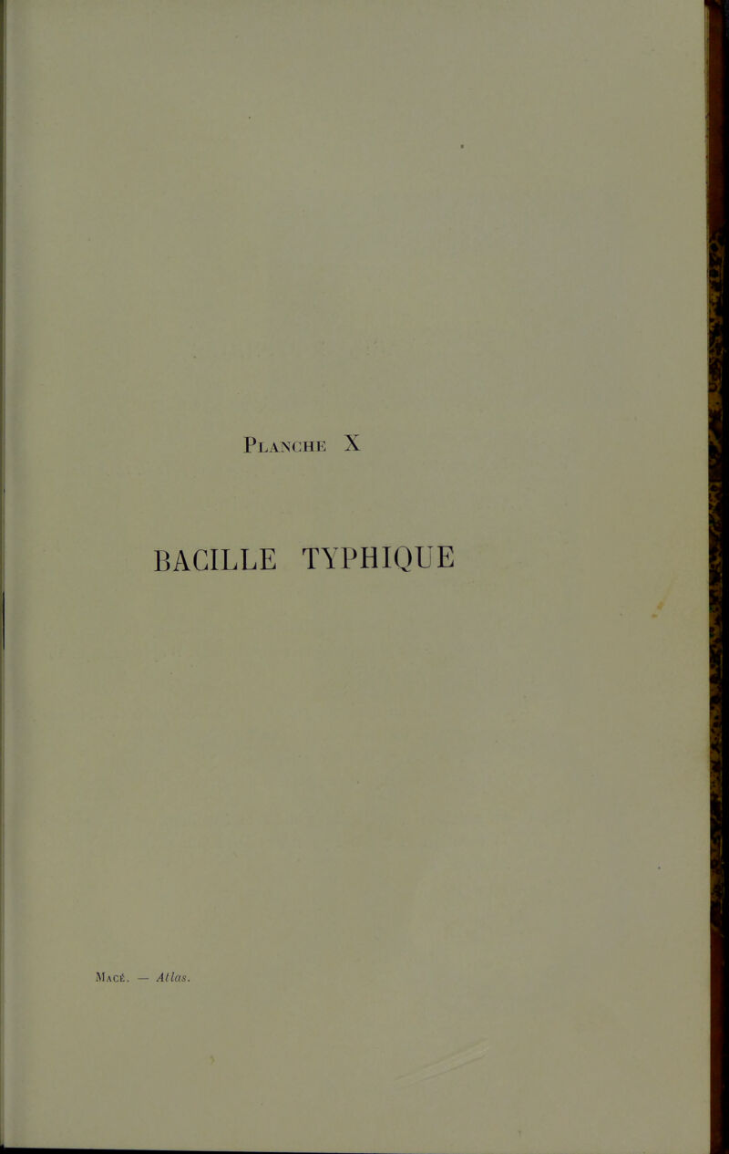 BACILLE TYPHIQUE — Atlas.