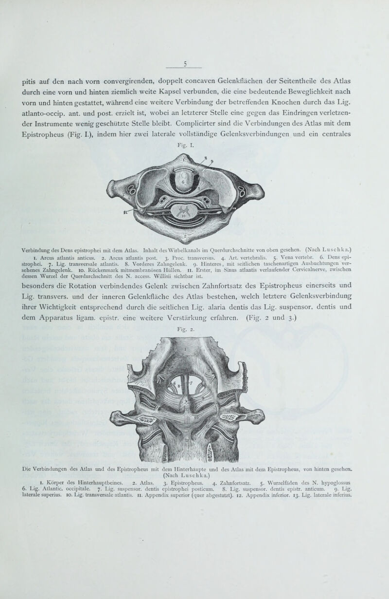 pitis auf den nach vorn convergirenden, doppelt concaven Gelenkflächen der Seitentheile des Atlas durch eine vorn und hinten ziemlich weite Kapsel verbunden, die eine bedeutende Beweglichkeit nach vorn und hinten gestattet, während eine weitere Verbindung der betreffenden Knochen durch das Lig. atlanto-occip. ant. und post, erzielt ist, wobei an letzterer Stelle eine gegen das Eindringen verletzen- der Instrumente wenig geschützte Stelle bleibt. Complicirter sind die Verbindungen des Atlas mit dem Epistropheus (Fig. I.), indem hier zwei laterale vollständige Gelenksverbindungen und ein centrales Fig. I. Verbindung des Dens epistrophei mit dem Atlas. Inhalt des Wirbelkanals im Querdurcbscbnitte von oben gesehen. (Nach Luschka.) I. Arcus atlantis anticus. 2. Arcus atlantis post. 3. Proc. transversus. 4. Art. vertebralis. 5. Vena vertebr. 6. Dens epi- strophei. 7. Lig. transversale atlantis. 8. Vorderes Zahngelenk. 9. Hinteres, mit seitlichen taschenartigen Ausbuchtungen ver- sehenes Zahngelenk. 10. Rückenmark mitmembranösen Hüllen, n. Erster, im Sinus atlantis verlaufender Cervicalnerve, zwischen dessen Wurzel der Querdurchschnitt des N. access. Willisii sichtbar ist. besonders die Rotation verbindendes Gelenk zwischen Zahnfortsatz des Epistropheus einerseits und Lig. transvers. und der inneren Gelenkfläche des Atlas bestehen, welch letztere Gelenksverbindung ihrer Wichtigkeit entsprechend durch die seitlichen Lig. alaria dentis das Lig. suspensor. dentis und dem Apparatus ligam. epistr. eine weitere Verstärkung erfahren. (Fig. 2 und 3.) Fig. 2. Die Verbindungen des Atlas und des Epistropheus mit dem Hinterhaupte und des Atlas mit dem Epistropheus, von hinten gesehen. (Nach Luschka.) I. Körper des Hinterhauptbeines. 2. Atlas. 3. Epistropheus. 4. Zahnfortsatz. 5. Wurzelfaden des N. hypoglossus 6. Lig. Atlantic, occipitale. 7. Lig. suspensor. dentis epistrophei posticum. 8. Lig. suspensor. dentis epistr. anticum. 9. Lig. laterale superius. 10. Lig. transversale atlantis. ii. Appendix superior (quer abgestutzt). 12. Appendix inferior. 13. Lig. laterale inferius.