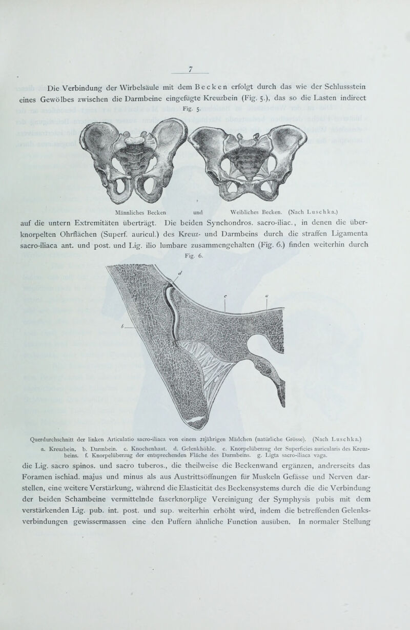 ]_ Die Verbindung der Wirbelsäule mit dem Becken erfolgt durch das wie der Schlussstein eines Gewölbes zwischen die Darmbeine eingefügte Kreuzbein (Fig. 5.), das so die Lasten indirect Fig- 5- Männliches Becken und Weibliches Becken. (Nach Luschka.) auf die untern Extremitäten überträgt. Die beiden Synchondros. sacro-iliac., in denen die über- knorpelten Ohrflächen (Superf. auricul.) des Kreuz- und Darmbeins durch die straffen Ligamenta sacro-iliaca ant. und post, und Lig. ilio lumbare zusammengehalten (Fig. 6.) finden weiterhin durch Fig. 6. Querdurchschnitt der linken Articulatio sacro-iliaca von einem 21jährigen Mädchen (natürliche Grösse). (Nach Luschka.) a. Kreuzbein, b. Darmbein, c. Knochenhaut, d. Gelenkhöhle, e. Knorpelüberzug der Superficies auricularis des Kreuz- beins. f. Knorpelüberzug der entsprechenden Fläche des Darmbeins, g. Ligta sacro-iliaca vaga. die Lig. sacro spinös, und sacro tuberos., die theilweise die Beckenwand ergänzen, andrerseits das Foramen ischiad. majus und minus als aus Austrittsöffnungen für Muskeln Gefässe und Nerven dar- stellen, eine weitere Verstärkung, während die Elasticität des Beckensystems durch die die Verbindung der beiden Schambeine vermittelnde faserknorplige Vereinigung der Symphysis pubis mit dem verstärkenden Lig. pub. int. post, und sup. weiterhin erhöht wird, indem die betreffenden Gelenks- verbindungen gewissermassen eine den Puffern ähnliche Function ausüben. In normaler Stellung