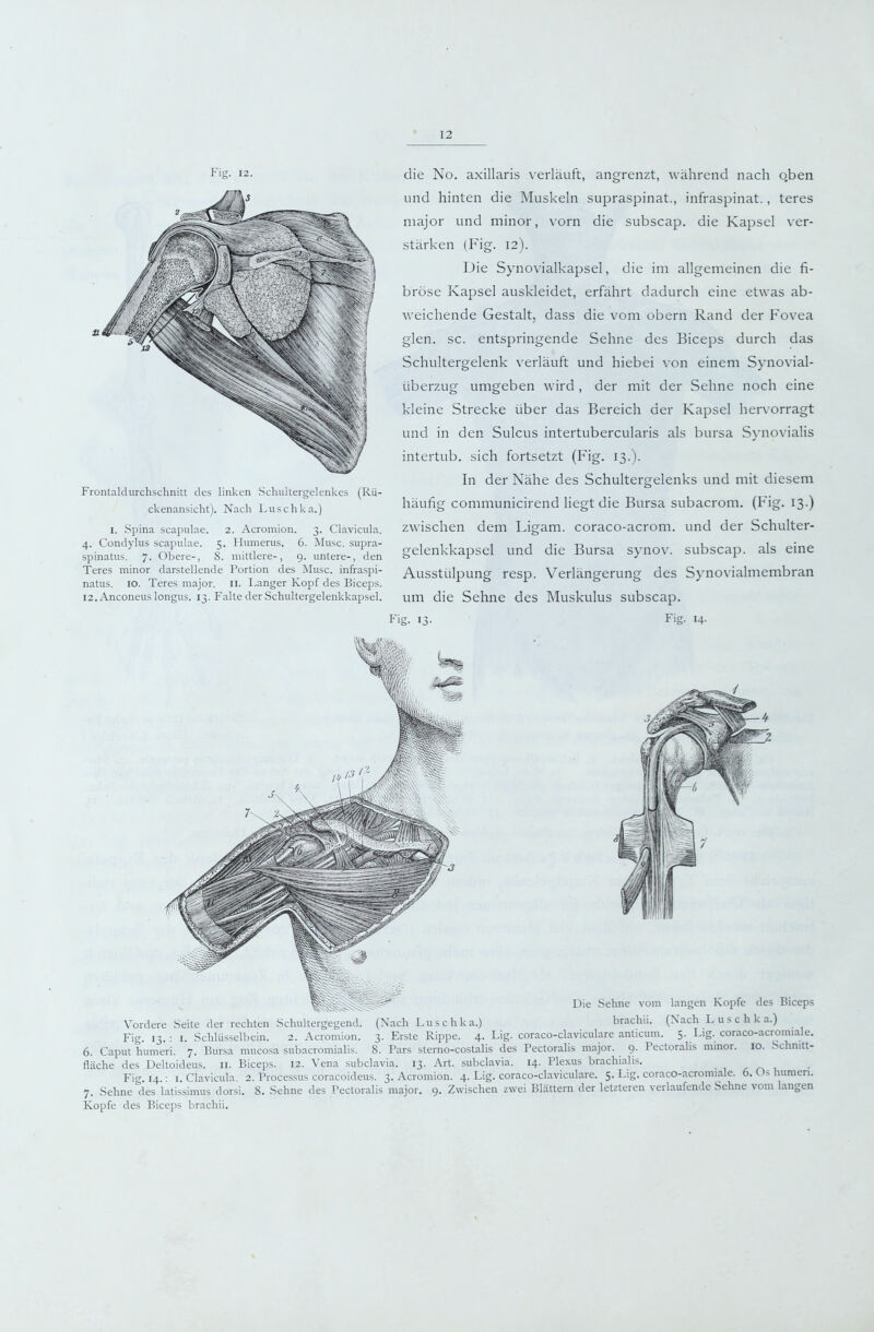 Fig. 12. Frontaldurchschnitt des linken Schultergelenkes (Rü- ckenansicht). Nach Luschka.) I. Spina Scapulae. 2. Acromion. 3. Clavicula. 4. Condylus scapulae. 5. Humerus. 6. Muse, supra- spinatus. 7. Obere-, 8. mittlere-, 9. untere-, den Teres minor darstellende Portion des Muse, infraspi- natus. IO. Teres major. ii. Langer Kopf des Biceps. 12. Anconeuslongus. 13. Falte der Schultergelenkkapsel. die No. axillaris verläuft, angrenzt, während nach o.ben und hinten die Muskeln supraspinat., infraspinat., teres major und minor, vorn die subscap. die Kapsel ver- stärken (Fig. 12). Die Synovialkapsel, die im allgemeinen die fi- bröse Kapsel auskleidet, erfährt dadurch eine etwas ab- weichende Gestalt, dass die vom obern Rand der Fovea glen. sc. entspringende Sehne des Biceps durch das Schultergelenk verläuft und hiebei \’on einem Synovial- überzug umgeben wird , der mit der Sehne noch eine kleine Strecke über das Bereich der Kapsel hervorragt und in den Sulcus intertubercularis als bursa Synovdalis intertub. sich fortsetzt (Fig. 13.). In der Nähe des Schultergelenks und mit diesem häufig communicirend liegt die Bursa subacrom. (Fig. 13.) zwischen dem Ligam. coraco-acrom. und der Schulter- gelenkkapsel und die Bursa synov. subscap. als eine Ausstülpung resp. Verlängerung des Synovialmembran um die Sehne des Muskulus subscap. Fig. 13. Fig. 14. Vordere .Seite der rechten Schultergegend. (Nach Luschka.) brachii. (Nach Luschka.) Fig. 13.: I. Schlüsselbein. 2. Acromion. 3. Erste Rippe. 4. Lig. coraco-claviculare anticum. 5. Lig. coraco-acromiale. 6. Caput humeri. 7. Bursa mucosa subacromialis. 8. Pars sterno-costalis des Pectoralis major. 9. Pectoralis minor. 10. Schnitt- fläche des Deltoideus. ll. Biceps. 12. Vena subclavia. 13. Art. subclavia. 14. Plexus brachialis. r \ Fig. 14.; 1. Clavicula. 2. Processus coracoideus. 3. Acromion. 4. Lig. coraco-claviculare. 5. Lig. coraco-acromiale. 6. Os humeri. 7. Sehne des latissimus dorsi. 8. Sehne des Pectoralis major. 9. Zwischen zwei Blättern der letzteren verlaufende Sehne vom langen Kopfe des Biceps brachii.