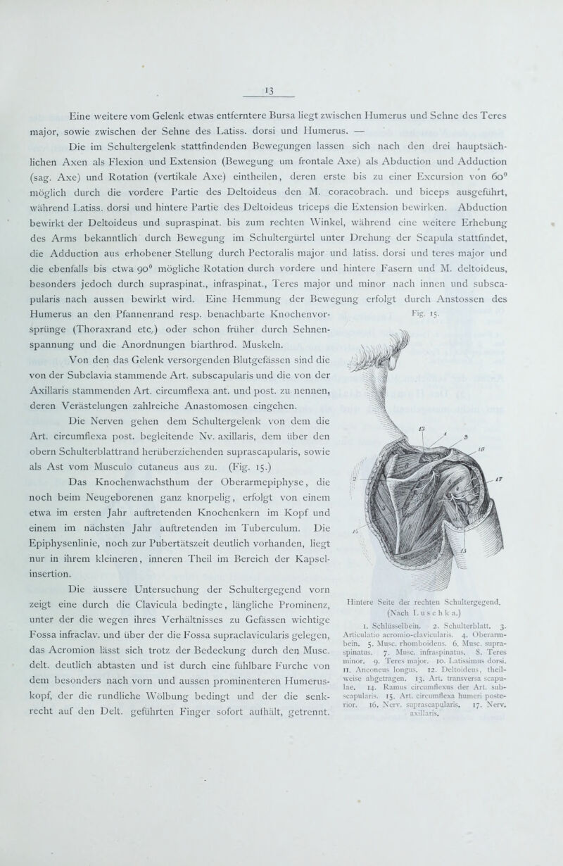 Eine weitere vom Gelenk etwas entferntere Bursa liegt zwischen Humerus und Sehne des Tcres major, sowie zwischen der Sehne des Latiss. dorsi und Humerus. — Die im Schultergelenk stattfindenden Bewegungen lassen sich nach den drei hauptsäch- lichen Axen als Flexion und Extension (Bewegung um frontale Axe) als Abduction und Adduction (sag. Axe) und Rotation (vertikale Axe) eintheilen, deren erste bis zu einer Excursion von 6o” möglich durch die vordere Partie des Deltoideus den M. coracobrach. und biceps ausgeführt, während Eatiss. dorsi und hintere Partie des Deltoideus triceps die Extension bewirken. Abduction bewirkt der Deltoideus und supraspinat. bis zum rechten Winkel, während eine weitere Erhebung des Arms bekanntlich durch Bewegung im Schultergürtel unter Drehung der Scapula stattfindet, die Adduction aus erhobener Stellung durch Pectoralis major und latiss. dorsi und tcres major und die ebenfalls bis etwa 90° mögliche Rotation durch vordere und hintere P'asern und M. deltoideus, besonders jedoch durch supraspinat., infraspinat., Teres major und minor nach innen und subsca- pularis nach aussen bewirkt wird. Eine Hemmung der Bewegung erfolgt durch Anstossen des Humerus an den Pfannenrand resp. benachbarte Knochenvor- sprünge (Thoraxrand etc.) oder schon früher durch Sehnen- spannung und die Anordnungen biarthrod. Muskeln. Von den das Gelenk versorgenden Blutgefässen sind die von der Subclavia stammende Art. subscapularis und die von der Axillaris stammenden Art. circumflexa ant. und post, zu nennen, deren Verästelungen zahlreiche Anastomosen eingehen. Die Nerven gehen dem Schultergelenk von dem die Art. circumflexa post, begleitende Nv. axillaris, dem über den obern Schulterblattrand herüberziehenden suprascapularis, sowie als Ast vom Musculo cutaneus aus zu. (Eig. 15.) Das Knochenwachsthum der Oberarmepiphyse, die noch beim Neugeborenen ganz knorpelig, erfolgt von einem etwa im ersten Jahr auftretenden Knochenkern im Kopf und einem im nächsten Jahr auftretenden im Tuberculum. Die Epiphysenlinie, noch zur Pubertätszeit deutlich vorhanden, liegt nur in ihrem kleineren, inneren Theil im Bereich der Kapsel- insertion. Die äussere Untersuchung der Schultergegend vorn zeigt eine durch die Clavicula bedingte, längliche Prominenz, unter der die wegen ihres Verhältnisses zu Gefässen wichtige Fossa infraclav. und über der die P'ossa supraclavicularis gelegen, das Acromion lässt sich trotz der Bedeckung durch den Muse, delt. deutlich abtasten und ist durch eine fühlbare P'urche von dem besonders nach vorn und aussen prominenteren Humerus- kopf, der die rundliche Wölbung bedingt und der die senk- recht auf den Delt. geführten Finger sofort aulhält, getrennt. Fig- 15- Hintere .Seite aer reciuen .Schultergegend. (Xach I. u s c h k a.) I. Schlüsselbein. 2. Schulterblatt. 3. Articulatio acromio-clavicularis. 4. Oberarm- bein. 5. Muse, rhomboideus. 6. Muse, supra- spinatus. 7. Muse, infraspinatus. S. Teres minor. 9. Teres major. 10. l.atissimus dorsi. II. Anconeus longus. 12. Deltoideus, theil- \s’eise abgetragen. 13. Art. transversa Scapu- lae. 14. Ramus circumflexus der Art. sub- scapularis. 15. Art. circumflexa humeri poste- rior. 16. Nerv, suprascapularis. 17. Nerv, axillaris.