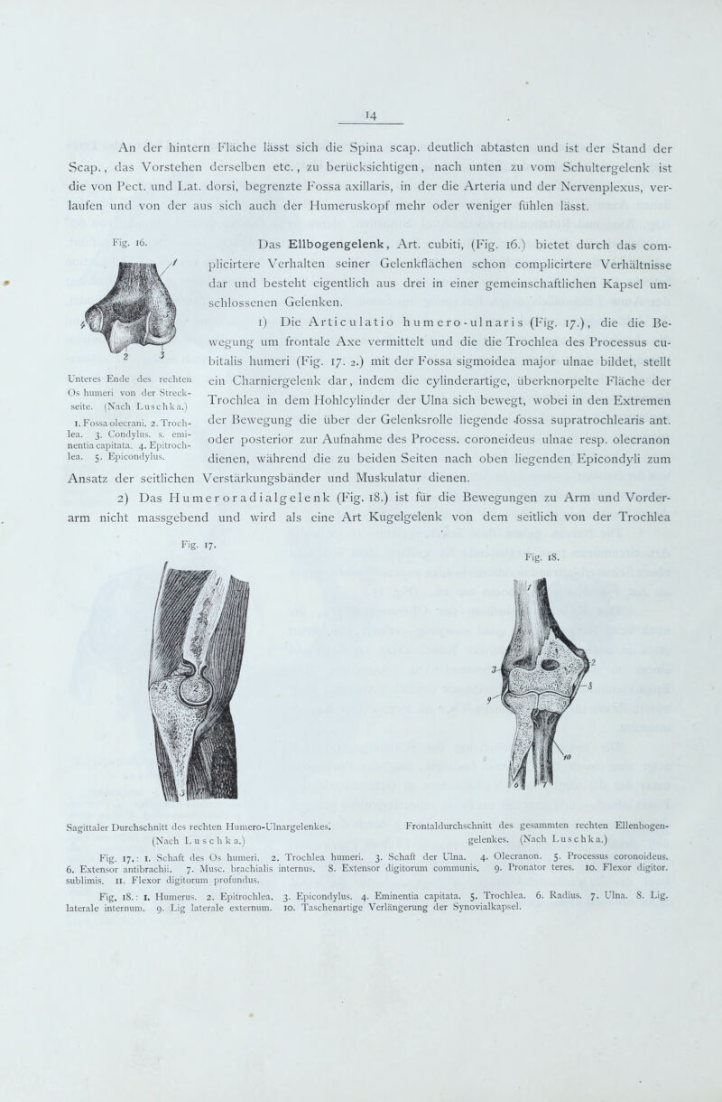 H An der hintern Fläche lässt sich die Spina scap. deutlich abtasten und ist der Stand der Scap., das Vorstehen derselben etc., zu berücksichtigen, nach unten zu vom Schultergelenk ist die von Pect, und Lat. dorsi, begrenzte P’ossa axillaris, in der die Arteria und der Nervenplexus, ver- laufen und von der aus sich auch der Humeruskopf mehr oder weniger fühlen lässt. Fig. i6. Unteres Ende des rechten Os hmneri von der Streck- seite. (Nach Luschka.) I. Fossaolecrani. 2. Troch- lea. 3. Condylus. s. emi- nentia capitata. 4. Epitroch- lea. 5. Epicondylus. Das Ellbogengelenk, Art. cubiti, (Fig. 16.) bietet durch das com- plicirtere Verhalten seiner Gelenkflächen schon complicirtere Verhältnisse dar und besteht eigentlich aus drei in einer gemeinschaftlichen Kapsel um- schlossenen Gelenken. i) Die Articulatio humero-ulnaris (P'ig. 17.), die die Be- wegung um frontale Axe vermittelt und die die Trochlea des Processus cu- bitalis humeri (Pdg. 17. 2.) mit der P'ossa sigmoidea major ulnae bildet, stellt ein Charniergelenk dar, indem die cylinderartige, überknorpelte Fläche der Trochlea in dem Hohlcylinder der Ulna sich bewegt, wobei in den Extremen der Bewegung die über der Gelenksrolle liegende .fossa supratrochlearis ant. oder posterior zur Aufnahme des Process. coroneideus ulnae resp. olecranon dienen, während die zu beiden Seiten nach oben liegenden Epicondyli zum Ansatz der seitlichen Verstärkungsbänder und Muskulatur dienen. 2) Das H u me r o r ad i algel e nk (P'ig. i8.) ist für die Bewegungen zu Arm und Vorder- arm nicht massgebend und wird als eine Art Kugelgelenk von dem seitlich von der Trochlea Fig. 17. Fig. 18. Sagittaler Durchschnitt des rechten Humero-Ulnargelenkes. Frontaldurchschnitt des gesammten rechten Ellenbogen- (Nach Luschka.) gelenkes. (Nach Luschka.) Fig. 17.: I. Schaft des Os humeri. 2. Trochlea humeri. 3. Schaft der Ulna. 4. Olecranon. 5. Processus coronoideus. 6. Extemsor antibrachii. 7. Muse, brachialis internus. 8. Extensor digitorum communis. 9. Pronator teres. lo. Flexor digitor. sublimis. ll. Flexor digitorum profundus. Fig. 18.: I. Humerus. 2. Epitrochlea. 3. Epicondylus. 4. Eminentia capitata. 5. Trochlea. 6. Radius. 7. Ulna. 8. Lig.