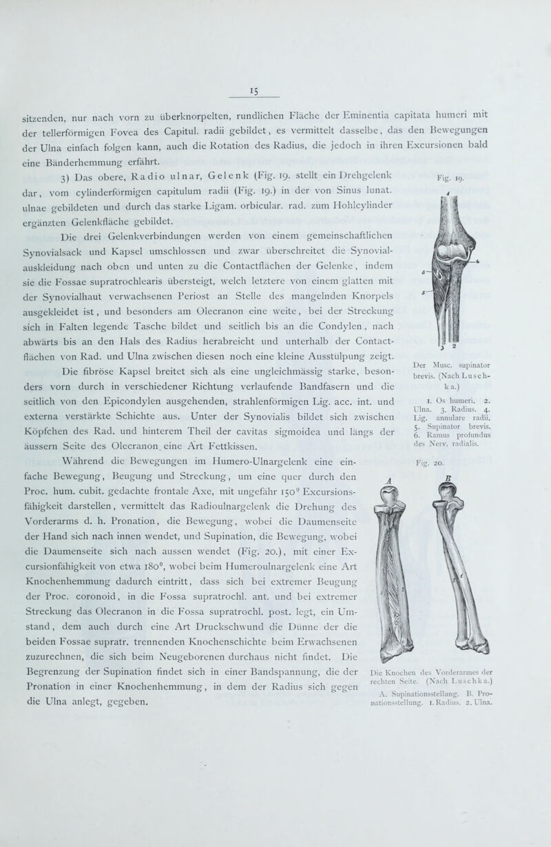 •ig. 19. sitzenden, nur nach vorn zu überknorpelten, rundlichen Fläche der Eminentia capitata humcri mit der tellerförmigen Fovea des Capitul. radii gebildet, es vermittelt dasselbe, das den Bewegungen der Ulna einfach folgen kann, auch die Rotation des Radius, die jedoch in ihren h:xcursionen bald eine Bänderhemmung erfährt. 3) Das obere, Radio ulnar, Gelenk (Fig. 19. stellt ein Drehgelenk dar, vom cylinderförmigen capitulum radii (Fig. 19.) in der von Sinus lunat. ulnae gebildeten und durch das starke Ligam. orbicular. rad. zum Hohlcylinder ergänzten Gelenkfläche gebildet. Die drei Gelenkverbindungen werden von einem gemeinschaftlichen Synovialsack und Kapsel umschlossen und zwar überschreitet die Synovial- auskleidung nach oben und unten zu die Contactflächen der Gelenke, indem sie die Fossae supratrochlearis übersteigt, welch letztere von einem glatten mit der Synovialhaut verwachsenen Periost an Stelle des mangelnden Knorpels ausgekleidet ist, und besonders am Ülecranon eine weite, bei der Streckung sich in P'alten legende Tasche bildet und seitlich bis an die Condylen., nach abwärts bis an den Hals des Radius herabreicht und unterhalb der Contact- flächen von Rad. und Ulna zwischen diesen noch eine kleine Ausstülpung zeigt. Die fibröse Kapsel breitet sich als eine ungleichmässig starke, beson- ders vorn durch in verschiedener Richtung verlaufende Bandfasern und die seitlich von den Epicondylen ausgehenden, strahlenförmigen Lig. acc. int. und externa verstärkte Schichte aus. Unter der Synovialis bildet sich zwischen Köpfchen des Rad. und hinterem Theil der cavitas sigmoidea und längs der äussern Seite des Olecranon eine Art P'ettkissen. Während die Bewegungen im Humero-Ulnargelenk eine ein- fache Bewegung, Beugung und Streckung, um eine quer durch den Proc. hum. cubit. gedachte frontale Axe, mit ungefähr 150 Excursions- fähigkeit darstellen, vermittelt das Radioulnargelenk die Drehung des Vorderarms d. h. Pronation, die Bewegung, wobei die Daumenseite der Hand sich nach innen wendet, und Supination, die Bewegung, wobei die Daumenseite sich nach aussen wendet (I'ig. 20.), mit einer Ex- cursionfähigkeit von etwa 180“, wobei beim Humeroulnargelenk eine Art Knochenhemmung dadurch eintritt, dass sich bei extremer Beugung der Proc. coronoid, in die Fossa supratrochl. ant. und bei extremer Streckung das Olecranon in die P'ossa supratrochl. post, legt, ein Um- stand , dem auch durch eine Art Druckschwund die Dünne der die beiden Fossae supratr. trennenden Knochenschichte beim Erwachsenen zuzurechnen, die sich beim Neugeborenen durchaus nicht findet. Die Begrenzung der Supination findet sich in einer Bandspannung, die der Die Knochen des V Olderarmes der 1 1 . , 1 T. V • 1 rechten Seite. (Nach Luschka.) Pronation m einer Knochenhemmung, m dem der Radius sich gegen A. Supinationsstellumj. H. Pro- die Ulna anlegt, gegeben. nationsstellung. i. Radius. 2. Ulna. Der Muse. Supinator brevis. (Nach Lusch- ka.) I. Os hunieri. 2. Ulna. 3. Radius. 4. Lig. annulare radii. 5. .Supinator brevis. 6. Ramus profundus des Nerv, radialis.