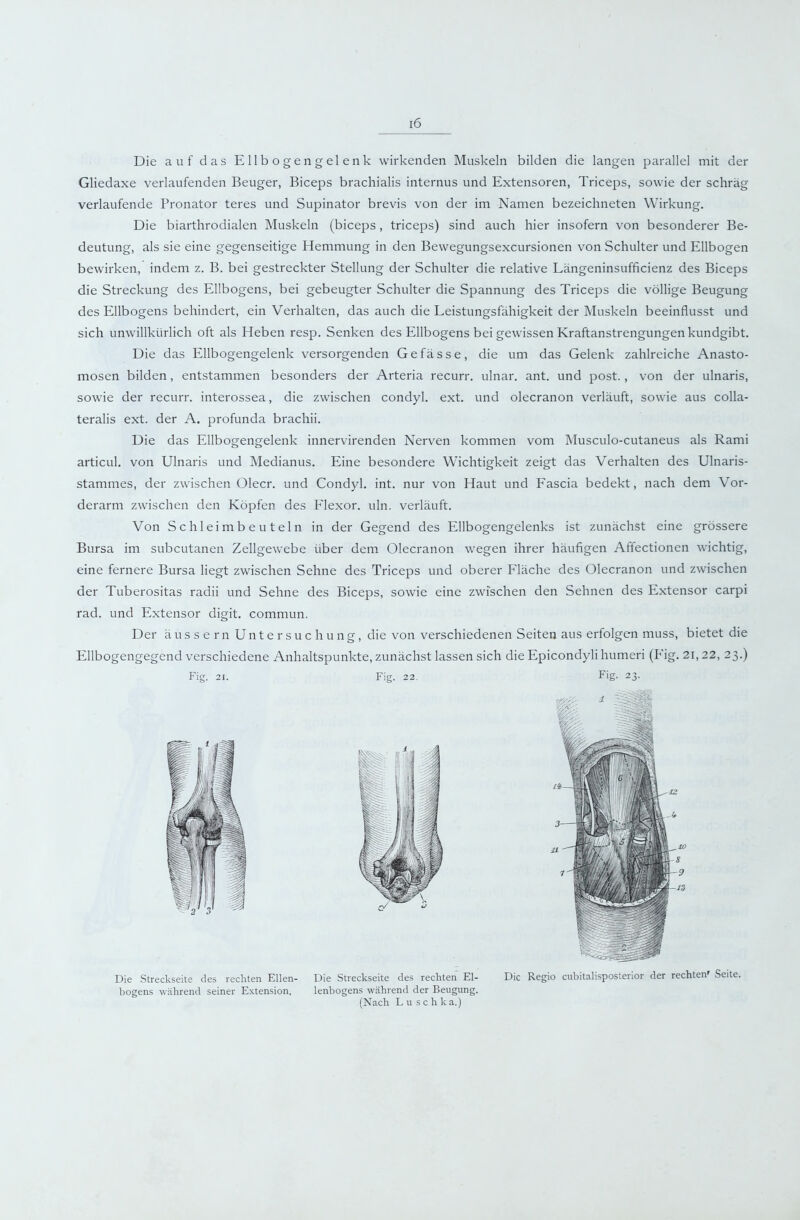 Die auf das Ellbogen gelenk wirkenden Muskeln bilden die langen parallel mit der Gliedaxe verlaufenden Beuger, Biceps brachialis internus und Extensoren, Triceps, sowie der schräg verlaufende Pronator teres und Supinator brevis von der im Namen bezeichneten Wirkung. Die biarthrodialen Muskeln (biceps, triceps) sind auch hier insofern von besonderer Be- deutung, als sie eine gegenseitige Hemmung in den Bewegungsexcursionen von Schulter und Ellbogen bewirken, indem z. B. bei gestreckter Stellung der Schulter die relative Längeninsufficienz des Biceps die Streckung des Ellbogens, bei gebeugter Schulter die Spannung des Triceps die völlige Beugung des Ellbogens behindert, ein Verhalten, das auch die Leistungsfähigkeit der Muskeln beeinflusst und sich unwillkürlich oft als Heben resp. Senken des Ellbogens bei gewissen Kraftanstrengungen kundgibt. Die das Ellbogengelenk versorgenden Gefässe, die um das Gelenk zahlreiche Anasto- mosen bilden, entstammen besonders der Arteria recurr. ulnar, ant. und post., von der ulnaris, sowie der recurr. interossea, die zwischen condyl. ext. und olecranon verläuft, sowie aus colla- teralis ext. der A. profunda brachii. Die das Ellbogengelenk innervirenden Nerven kommen vom Musculo-cutaneus als Rami articul. von Ulnaris und Medianus. Eine besondere Wichtigkeit zeigt das Verhalten des Ulnaris- stammes, der zwischen Olecr. und Condyl. int. nur von Haut und Fascia bedekt, nach dem Vor- derarm zwischen den Köpfen des Flexor, uln. verläuft. Von S c h 1 ei m b e u t eln in der Gegend des Ellbogengelenks ist zunächst eine grössere Bursa im subcutanen Zellgewebe über dem Olecranon wegen ihrer häufigen Affectionen wichtig, eine fernere Bursa liegt zwischen Sehne des Triceps und oberer Fläche des Olecranon und zwischen der Tuberositas radii und Sehne des Biceps, sowie eine zwischen den Sehnen des Extensor carpi rad. und Extensor digit. commun. Der äussern Untersuchung, die von verschiedenen Seiten aus erfolgen muss, bietet die Ellbogengegend verschiedene Anhaltspunkte, zunächst lassen sich die Epicondyli humeri (B'ig. 2i, 22, 23.) Fig. 21. Fig. 22. Fig. 23. Die Streckseite des rechten Ellen- Die Streckseite des rechten El- Die Regio cubitalisposterior der rechten' Seite, bogens während seiner Extension. lenbogens während der Beugung. (Nach L u s c h ka.)