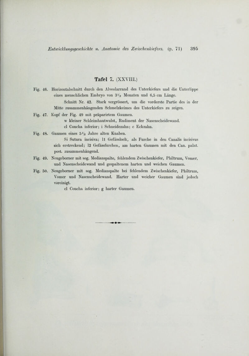 Tafel 7. (XXVIII.) 46. Horizontalschnitt durch den Alveolarrand des Unterkiefers und die Unterlippe eines menschlichen Embryo von 3V2 Monaten und 6,5 cm Länge. Schnitt Nr. 42. Stark vergrössert, um die vorderste Partie des in der Mitte zusammenhängenden Schmelzkeimes des Unterkiefers zu zeigen. 47. Kopf der Fig. 49 mit präparirtem Gaumen. w kleiner Schleimhautwulst, Rudiment der Nasenscheidewand, cl Concha inferior; i Schneidezahn; c Eckzahn. 48. Gaumen eines 5^/2 Jahre alten Knaben. Si Sutura incisiva; 11 Gefässloch, als Furche in den Canalis incisivus sich erstreckend; 12 Gefässfurchen, am harten Gaumen mit den Can. palat. post, zusammenhängend. 49. Neugeborner mit sog. Medianspalte, fehlendem Zwischenkiefer, Philtrum, Vomer, und Nasenscheidewand und gespaltenem harten und weichen Gaumen. 50. Neugeborner mit sog. Medianspalte bei fehlendem Zwischenkiefer, Philtrum, Vomer und Nasenscheidewand. Harter und weicher Gaumen sind jedoch voreinigt. cl Concha infeiior; g harter Gaumen.
