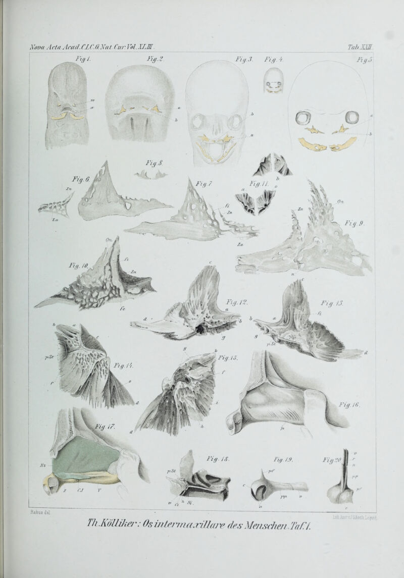 Xoüd A cta C.LC. (r. Xat Cm ■ I al. XIM. TahXXn FigA Fl g,'> ilabus ilel Th.Köllikej': Osinlrrnia.hUare (lexMe/Lsriieii.TaH.