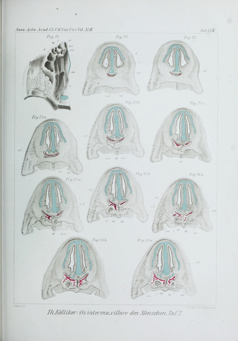 \ona Acta Äcad.CL.C.O.Xat Cnr Vol.XLin, I^g.25h Fi g.Z 5 a Fig.^Oh. Kabus de] ThJwlUJierils üi/F/v/iaji/IarF fl ex Menxdiert.