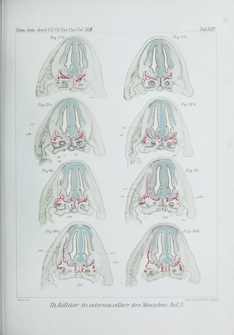 Nova Jota Acad.C.L.C.G.Nai Cup f ol XIA TahXW’ Fl <j -?//• Fig.Z9 Ijth Mst v.J Mach. J.eipziJ Rabus iel. Th.KöUiJLer :(Ks intermaaiUajr des Menschen. TnfJ.