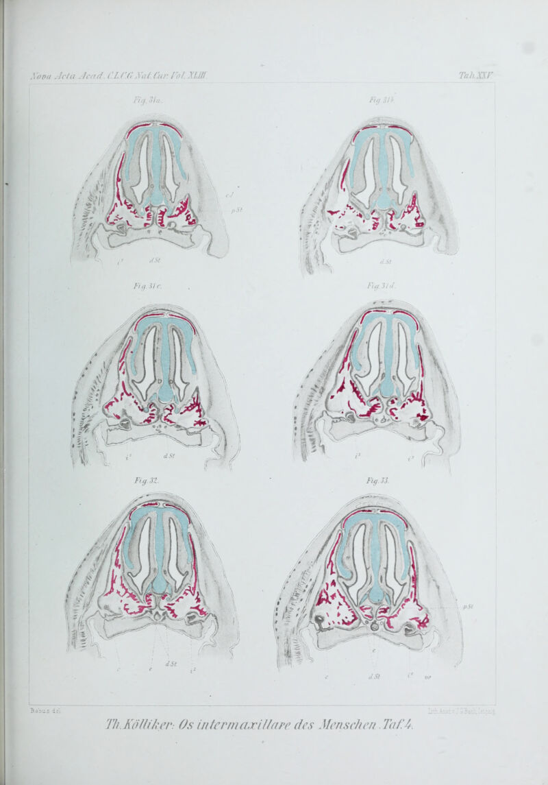 Tahnr Xopa .Ichi Jcad. CLr.C. .Val. (iw Fol. Ullf L I I'Uj. :n r. Fi g. 32. Fiif :u Fig. 3 / il. Fig.33. Bäbus de'i Tli.Köllili er: Os iiifcrma.rHi(tre des Menschen. Taf.^. l