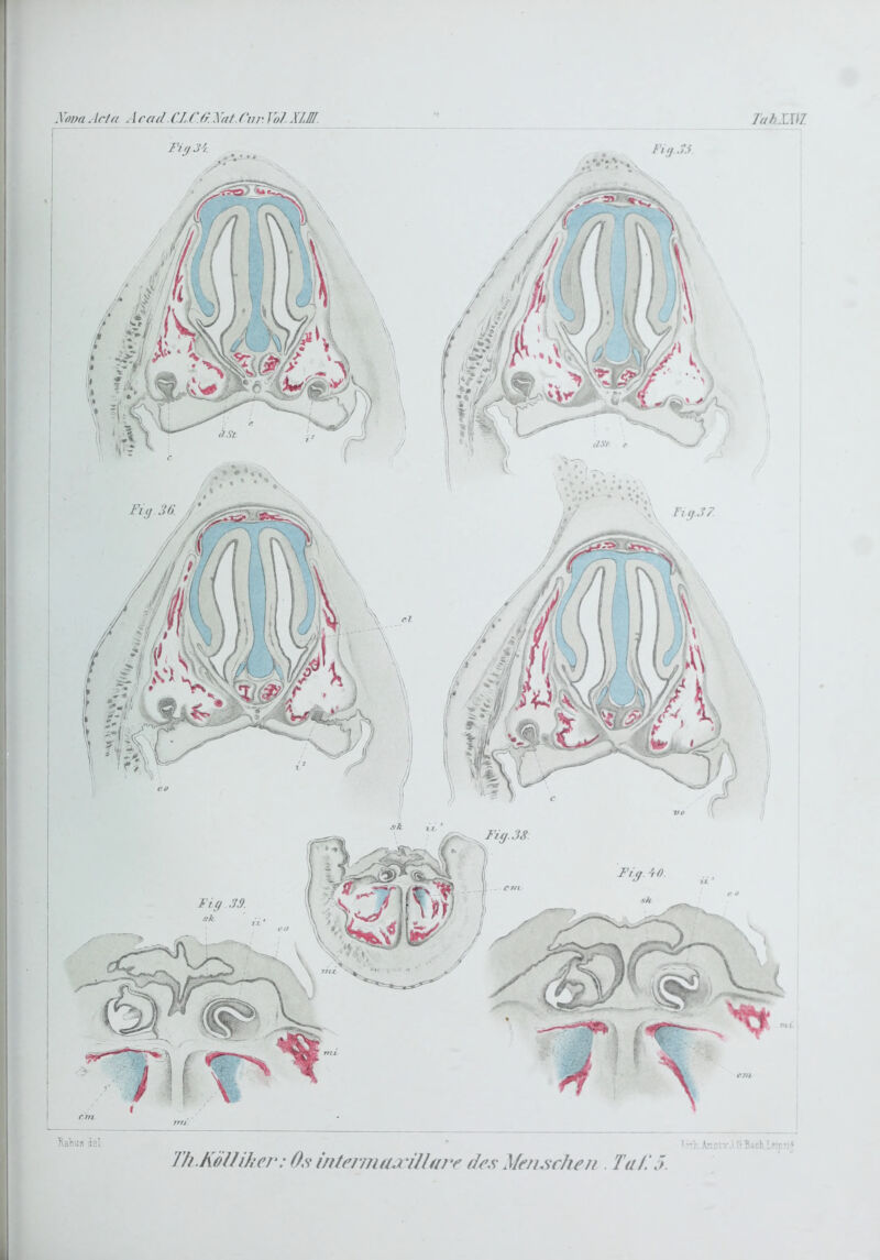 .1 ’ona.Icia . 1 cad.('JJ'./r. .1///.Cur. VoJ XLM. TahLWl. Fjcj.37. Raltus liel Ar.stv.i eBach.Lfin’i* Th.KöUihef': Os intcnnaa ülajr des }ffnsr/ic//. Tad5.