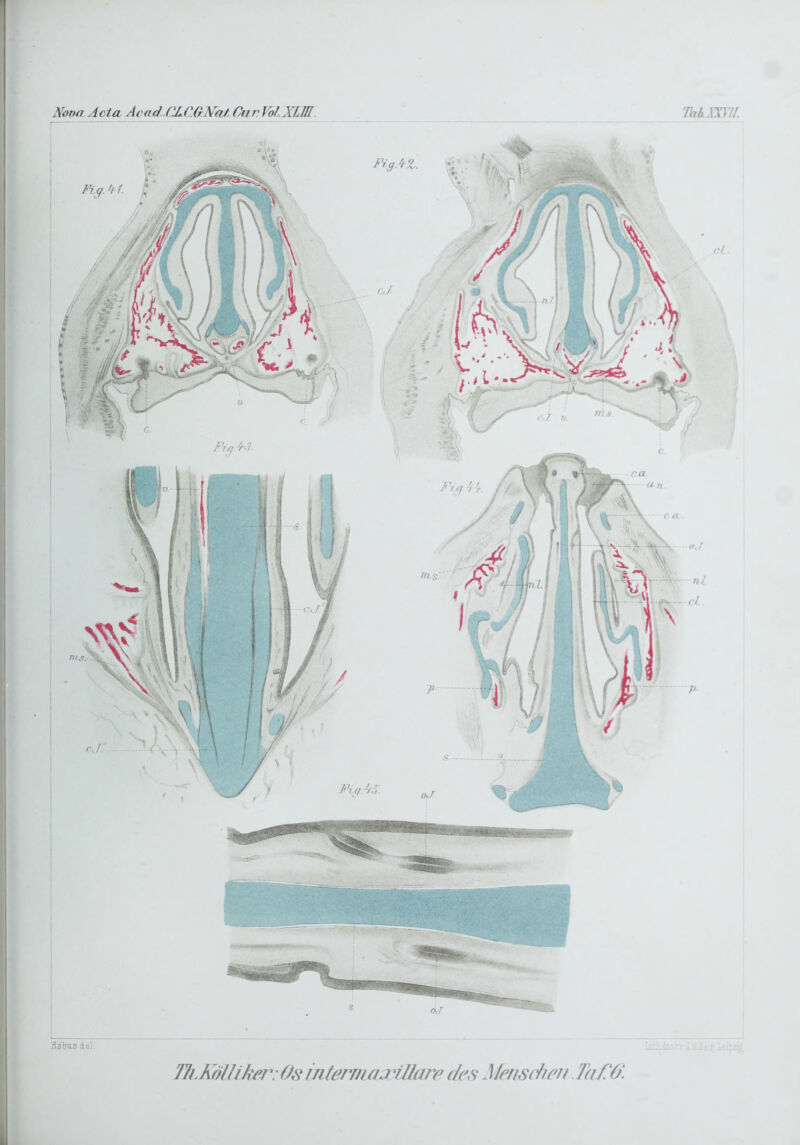 Nortn Acta Acad.CJ..C.üN^a/. CijrVof.XLni. 'IhtxnW. f i' Iii::,Aar :v ; i£,.j . BaMs del. Tlh KöllUm(Äs^ intermaj Ulan^ des. densUien. Ta d0\