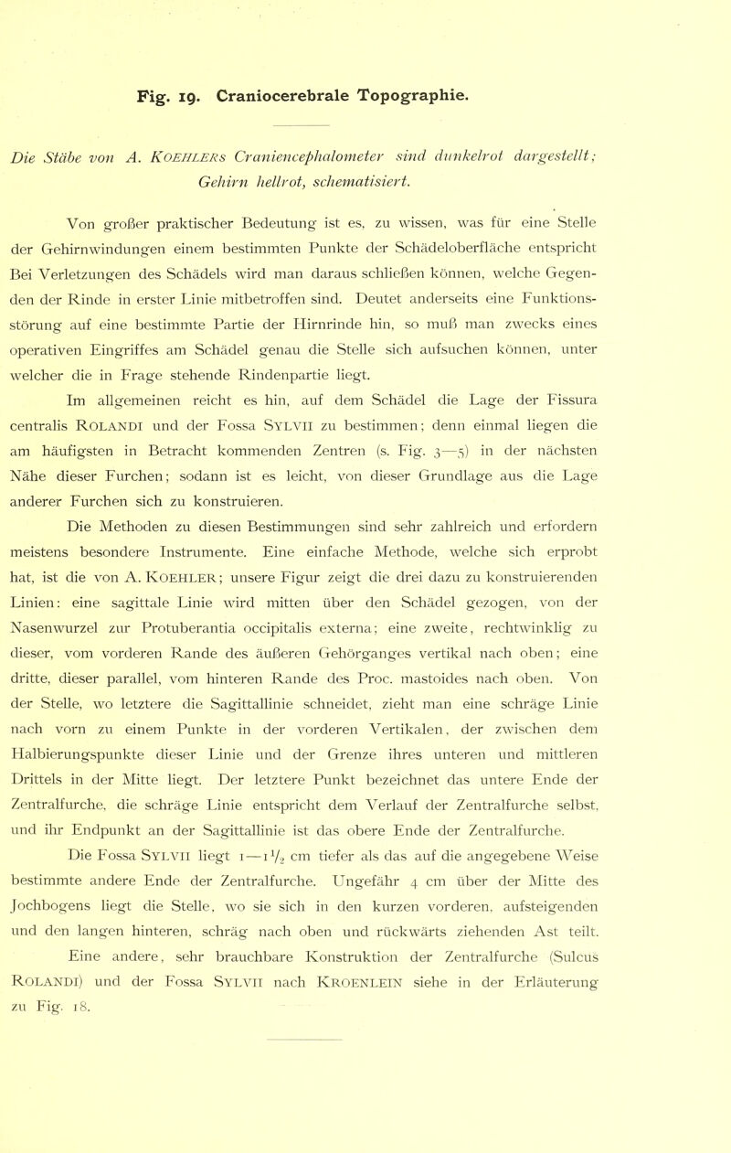 Die Stäbe von A. Koehlers Craniencephalometer sind dunkelroi dargestellt; Gehirn hellrot, schematisiert. Von großer praktischer Bedeutung ist es, zu wissen, was für eine Stelle der Gehirnwindungen einem bestimmten Punkte der Schädeloberfläche entspricht Bei Verletzungen des Schädels wird man daraus schließen können, welche Gegen- den der Rinde in erster Linie mitbetroffen sind. Deutet anderseits eine Funktions- störung auf eine bestimmte Partie der Hirnrinde hin, so muß man zwecks eines operativen Eingriffes am Schädel genau die Stelle sich aufsuchen können, unter welcher die in Frage stehende Rindenpartie liegt. Im allgemeinen reicht es hin, auf dem Schädel die Lage der Fissura centralis Rolandi und der Fossa Sylvii zu bestimmen; denn einmal liegen die am häufigsten in Betracht kommenden Zentren (s. Fig. 3—5) in der nächsten Nähe dieser Furchen; sodann ist es leicht, von dieser Grundlage aus die Lage anderer Furchen sich zu konstruieren. Die Methoden zu diesen Bestimmungen sind sehr zahlreich und erfordern meistens besondere Instrumente. Eine einfache Methode, welche sich erprobt hat, ist die von A. KOEHLER; unsere Figur zeigt die drei dazu zu konstruierenden Linien: eine sagittale Linie wird mitten über den Schädel gezogen, von der Nasenwurzel zur Protuberantia occipitalis externa; eine zweite, rechtwinklig zu dieser, vom vorderen Rande des äußeren Gehörganges vertikal nach oben; eine dritte, dieser parallel, vom hinteren Rande des Proc. mastoides nach oben. Von der Stelle, wo letztere die Sagittallinie schneidet, zieht man eine schräge Linie nach vorn zu einem Punkte in der vorderen Vertikalen, der zwischen dem Halbierungspunkte dieser Linie und der Grenze ihres unteren und mittleren Drittels in der Mitte liegt. Der letztere Punkt bezeichnet das untere Ende der Zentralfurche, die schräge Linie entspricht dem Verlauf der Zentralfurche selbst, und ihr Endpunkt an der Sagittallinie ist das obere Ende der Zentralfurche. Die Fossa Sylvii Hegt i — 1V2 cm tiefer als das auf die angegebene Weise bestimmte andere Ende der Zentralfurche. Ungefähr 4 cm über der Mitte des Jochbogens liegt die Stelle, wm sie sich in den kurzen vorderen, aufsteigenden und den langen hinteren, schräg nach oben und rückwärts ziehenden Ast teilt. Eine andere, sehr brauchbare Konstruktion der Zentralfurche (Sulcus Rolandi) und der Fossa Sylvii nach Kroenlein siehe in der Erläuterung zu Fig. 18.