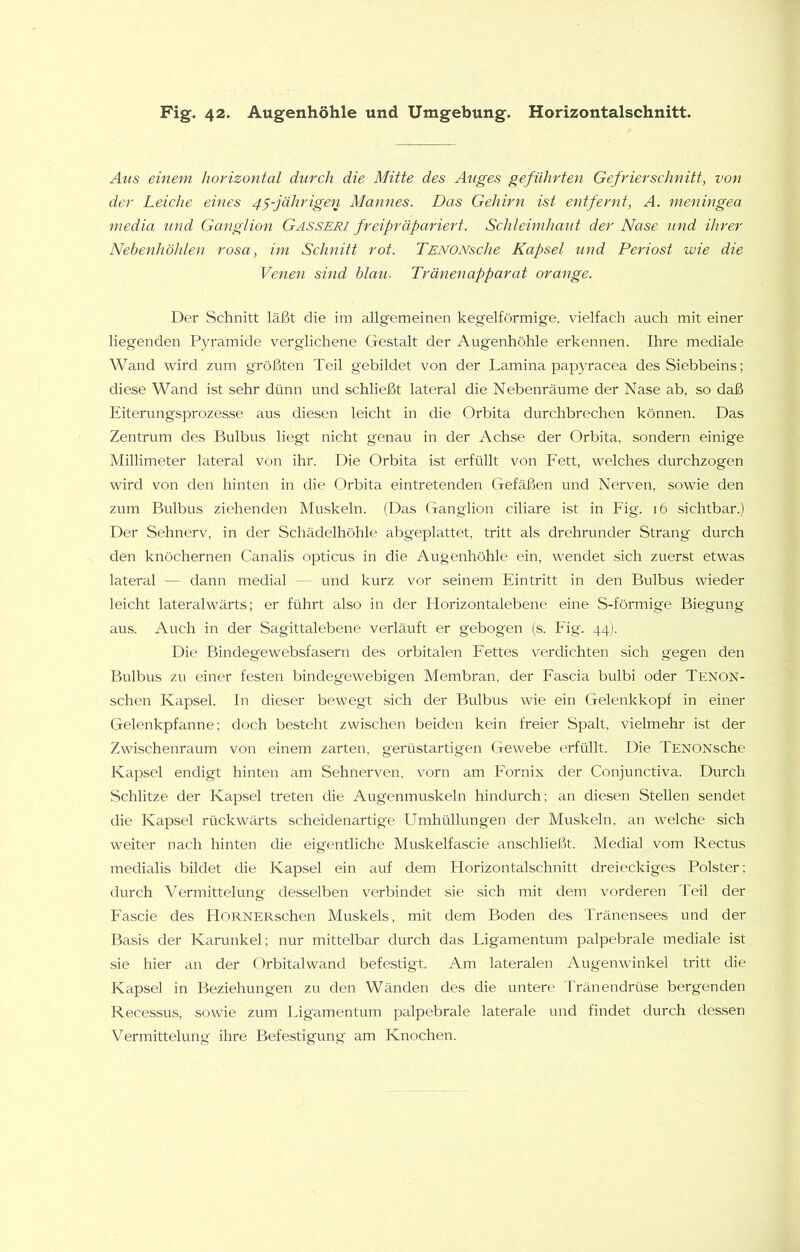 Ans einem horizontal durch die Mitte des Auges geführten Gefrierschnitt, von der Leiche eines 4^-jährigen Mannes. Das Gehirn ist entfernt, A. nieningea niedia und Ganglion Gasseri freipräpariert. Schleünhaut der Nase und ilu'er Nebenhöhlen rosa, im Schnitt rot. TenonscIw Kapsel und Periost wie die Venen sind blau. Tränenapparat orange. Der Schnitt läßt die im allgemeinen kegelförmige, vielfach auch mit einer liegenden P3mamide verglichene Gestalt der Augenhöhle erkennen. Ihre mediale Wand wird zum größten Teil gebildet von der Lamina papyracea des Siebbeins; diese Wand ist sehr dünn und schließt lateral die Nebenräume der Nase ab. so daß Eiterungsprozesse aus diesen leicht in die Orbita durchbrechen können. Das Zentrum des Bulbus liegt nicht genau in der Achse der Orbita, sondern einige Millimeter lateral von ihr. Die Orbita ist erfüllt von Fett, welches durchzogen wird von den hinten in die Orbita eintretenden Gefäßen und Nerven, sowie den zum Bulbus ziehenden Muskeln. (Das Ganglion ciliare ist in Fig. 16 sichtbar.) Der Sehnerv, in der Schädelhöhle abgeplattet, tritt als drehrunder Strang durch den knöchernen Canalis opticus in die Augenhöhle ein, wendet sich zuerst etwas lateral — dann medial und kurz vor seinem Eintritt in den Bulbus wieder leicht lateralwärts; er führt also in der Horizontalebene eine S-förmige Biegung aus. Auch in der Sagittalebene verläuft er gebogen (s. Fig. 44). Die Bindegewebsfasern des orbitalen Fettes verdichten sich gegen den Bulbus zu einer festen bindegewebigen Membran, der Fascia bulbi oder Tenon- schen Kapsel. In dieser bewegt sich der Bulbus wie ein Gelenkkopf in einer Gelenkpfanne; doch besteht zwischen beiden kein freier Spalt, vielmehr ist der Zwischenraum von einem zarten, gerüstartigen Gewebe erfüllt. Die TENONsche Kapsel endigt hinten am Sehnerven, vorn am Fornix der Conjunctiva. Durch Schlitze der Kapsel treten die Augenmuskeln hindurch; an diesen Stellen sendet die Kapsel rückwärts scheidenartige Umhüllungen der Muskeln, an welche sich weiter nach hinten die eigentliche Muskelfascie anschließt. Medial vom Rectus medialis bildet die Kapsel ein auf dem Horizontalschnitt dreieckiges Polster; durch Vermittelung desselben verbindet sie sich mit dem vorderen Teil der Fascie des HORNERschen Muskels, mit dem Boden des Tränensees und der Basis der Karunkel; nur mittelbar durch das Ligamentum palpebrale mediale ist sie hier an der Orbitalwand befestigt. Am lateralen Augenwinkel tritt die Kapsel in Beziehungen zu den Wänden des die untere Tränendrüse bergenden Recessus, sowie zum Ligamentum palpebrale laterale und findet durch dessen Vermittelung ihre Befestigung am Knochen.