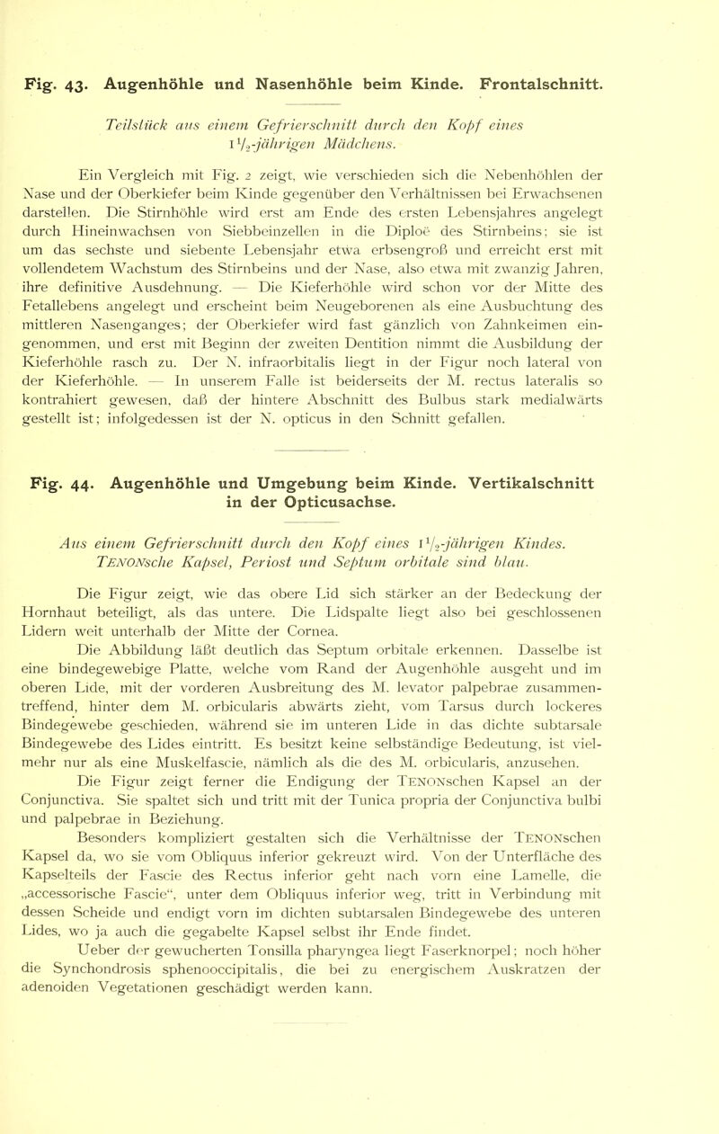 Fig. 43. Augenhöhle und Nasenhöhle beim Kinde. Frontalschnitt. Teilstück aus einem Gefrierschnitt durch den Kopf eines I -jährigen Mädchens. Ein Vergleich mit Fig. 2 zeigt, wie verschieden sich die Nebenhöhlen der Nase und der Oberkiefer beim Kinde gegenüber den AVrhältnissen bei Erwachsenen darstellen. Die Stirnhöhle wird erst am Ende des ersten Lebensjahres angelegt durch Hineinwachsen von Siebbeinzellen in die Diploe des Stirnbeins; sie ist um das sechste und siebente Lebensjahr etwa erbsengroß und erreicht erst mit vollendetem Wachstum des Stirnbeins und der Nase, also etwa mit zwanzig Jahren, ihre definitive Ausdehnung. — Die Kieferhöhle wird schon vor der Mitte des Fetallebens angelegt und erscheint beim Neugeborenen als eine Ausbuchtung des mittleren Nasenganges; der Oberkiefer wird fast gänzlich von Zahnkeimen ein- genommen, und erst mit Beginn der zweiten Dentition nimmt die Ausbildung der Kieferhöhle rasch zu. Der N. infraorbitalis liegt in der Figur noch lateral von der Kieferhöhle. — In unserem Falle ist beiderseits der M. rectus lateralis so kontrahiert gewesen, daß der hintere Abschnitt des Bulbus stark medialwärts gestellt ist; infolgedessen ist der N. opticus in den Schnitt gefallen. Fig. 44. Augenhöhle und Umgebung beim Kinde. Vertikalschnitt in der Opticusachse. Aus einem Gefrierschnitt durch den Kopf eines i^f-jährigen Kindes. TENONsche Kapsel, Periost und Septum orbitale sind blau. Die Figur zeigt, wie das obere Lid sich stärker an der Bedeckung der Hornhaut beteiligt, als das untere. Die I.idspalte liegt also bei geschlossenen Lidern weit unterhalb der Mitte der Cornea. Die Abbildung läßt deutlich das Septum orbitale erkennen. Dasselbe ist eine bindegewebige Platte, welche vom Rand der Augenhöhle ausgeht und im oberen Lide, mit der vorderen Ausbreitung des M. levator palpebrae zusammen- treffend, hinter dem M. orbicularis abwärts zieht, vom Tarsus durch lockeres Bindegewebe geschieden, während sie im unteren Lide in das dichte subtarsale Bindegewebe des Lides eintritt. Es besitzt keine selbständige Bedeutung, ist viel- mehr nur als eine Muskelfascie, nämlich als die des M. orbicularis, anzusehen. Die Figur zeigt ferner die Endigung der TENONschen Kapsel an der Conjunctiva. Sie spaltet sich und tritt mit der Tunica propria der Conjunctiva bulbi und palpebrae in Beziehung. Besonders kompliziert gestalten sich die Verhältnisse der TENONschen Kapsel da, wo sie vom Obliquus inferior gekreuzt wird. Von der Unterfläche des Kapselteils der Fascie des Rectus inferior geht nach vorn eine Lamelle, die „accessorische Fascie“, unter dem Obliquus inferior weg, tritt in Verbindung mit dessen Scheide und endigt vorn im dichten subtarsalen Bindegewebe des unteren Lides, wo ja auch die gegabelte Kapsel selbst ihr Ende findet. Ueber dr-r gewucherten Tonsilla pharyngea liegt Faserknorpel; noch höher die Synchondrosis sphenooccipitalis, die bei zu energischem Auskratzen der adenoiden Vegetationen geschädigt werden kann.