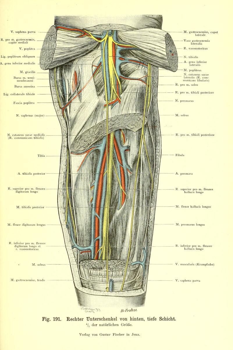 (R. communicans tibialis) Tibia A. tibialis posterior R. Superior pro m. flexore digitorum longo M. tibialis posterior M. flexor digitorum longus A. peronaea R Superior pro m. flexore hallucis longo M. flexor hallucis longus M. peronaeus longus R. inferior pro m. flexore hallucis longo .. . ... — V. rnuscularis (Krampfader) V. saphena parva V. saphena parva R. pro m. gastrocnemio, capite mediali V. poplitea Lig. popliteum obliquum A. genu inferior medialis M. gracilis Bursa m. semi» membranosi Bursa anserina Lig. collaterale tibiale Fascia poplitea N. saphenus (major) R. inferior pro m. flexore digitorum longo et r. vasomotoricus M. gastrocnemius, tendo M. gastrocnemius, caput laterale Vasa gastrocnemia lateralia R. Viisomotoricus N. tibialis A. genu inferior lateralis popliteus N. cutaneus surae lateralis (R. com- municans fibularis) R. pro m. soleo R. pro m. tibiali posteriore N. peronaeus Fig. 191. Rechter TJnterschenkel von hinten, tiefe Schicht. ^/i-, der natürlichen Größe.