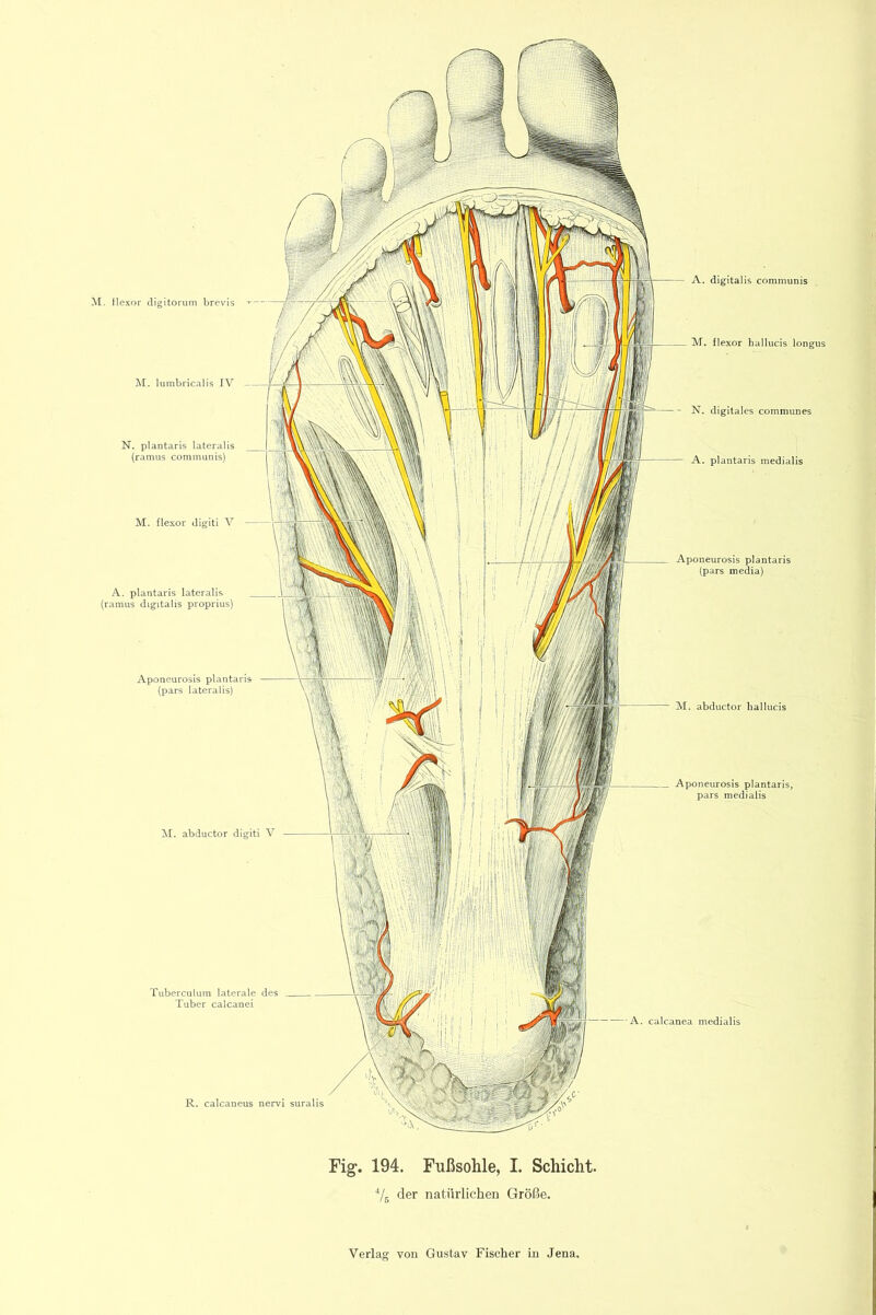 N. plantaris lateralis (ramus communis) M. flexor digiti V A. plantaris lateralis (ramus digitalis proprius) Aponeurosis plantaris (pars lateralis) abductor digiti V A. digitalis communis M. flexor hallucis longus N. digitales communes A. plantaris medialis Aponeurosis plantaris (pars media) M. abductor hallucis Aponeurosis plantaris, pars medialis Fig. 194. Fußsohle, I. Schicht. Vs der natürlichen Größe.