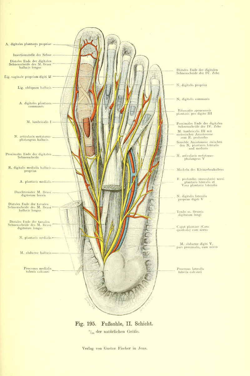 A. digitales plantares propri« Insertionsstelle der Sehne Distales Ende der digitalen Sehnenscheide des M. flexor hallucis longus Eig. vaginale proprium digiti II Lig. obliquum hallucis A. digitales plantares communes N. articularis metatarso- phalangeus hallucis Proximales Ende der digitalen Sehnenscheide R. digitalis medialis hallucis proprius A. plantaris medialis Durchtrennter M. flexm' digitorum brevis Distales Ende der tarsalen Sehnenscheide des M. flexor hallucis longus Distales Ende der tarsalen Sehnenscheide des M. flexor digitorum longus N. plantaris medialis Distales Ende der digitalen Sehnenscheide der Zehe N, digitalis proprius N. digitalis communis Bifurcatio aponeurnsis plantaris pro digito III Proximales Ende der digitalen Sehnenscheide der IV. Zehe M. lumbricalis 111 mit motorischer Anastomose zum R. profundus Sensible Anastomose zwischen den N. plantares lateralis und medialis N. articularis metatarso- phalangeus V IMuskeln des Kleinzehenballens R. profundus (inuscularis) nervi plantaris lateralis et Vasa plantaria lateralia N. digitalis lateralis proprius digiti V Tendo m. flexoris digitorum longi Caput plantare (Caro quadrata) cum nervo M. abductor digiti V, pars proximalis, cum nervo Processus lateralis tuberis calcanei Fig. 195. Fußsohle, II. Schicht. '■'/lo <ler natürlichen Größe.