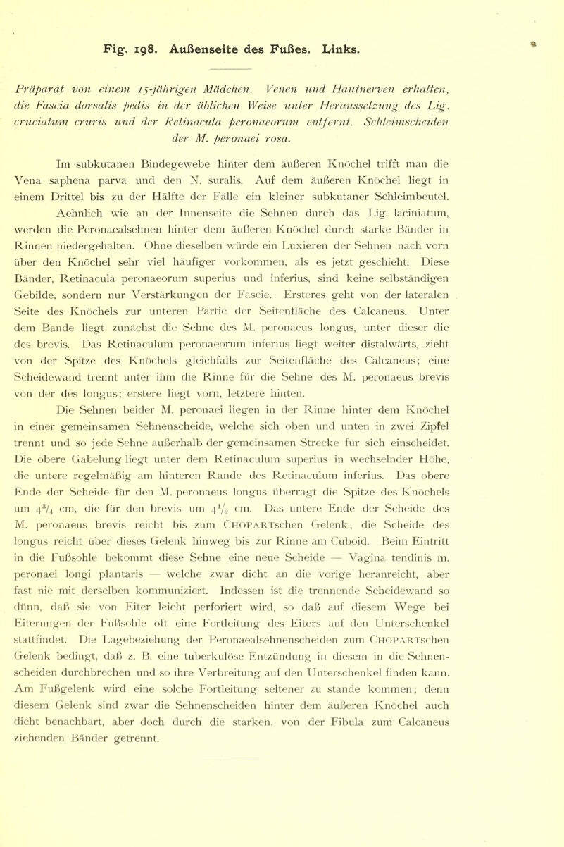Präparat von einem 1 ^-jährigen Mädchen. Venen und Haiitnerven erhalten, die Fascia dorsalis pedis in der üblichen Weise unter Heraussetzung des Lig. cruciatum cr^iris und der Retinacida peronaeorum entfernt. Schleimsclleiden der M. peronaei rosa. Im subkutanen Bindegewebe hinter dem äußeren Knöchel trifft man die Vena saphena parva und den N. suralis. Auf dem äußeren Knöchel liegt in einem Drittel bis zu der Hälfte der Fälle ein kleiner subkutaner Schleimbeutel. Aehnlich wie an der Innenseite die Sehnen durch das Lig. laciniatum, werden die Peronaealsehnen hinter dem äußeren Knöchel durch starke Bänder in Rinnen niedergehalten. Ohne dieselben würde ein Luxieren der Sehnen nach vorn über den Knöchel sehr viel häufiger Vorkommen, als es jetzt geschieht. Diese Bänder, Retinacula peronaeorum superius und inferius, sind keine selbständigen Gebilde, sondern nur Verstärkungen der Fascie. Ersteres geht von der lateralen Seite des Knöchels zur unteren Partie der Seitenfläche des Calcaneus. Unter dem Bande liegt zunächst die Sehne des M. peronaeus longus, unter dieser die des brevis. Das Retinaculum peronaeorum inferius liegt weiter distalwärts, zieht von der Spitze des Knöchels gleichfalls zur .Seitenfläche des Calcaneus; eine Scheidewand trennt unter ihm die Rinne für die Sehne des M. peronaeus brevis von der des longus; erstere liegt vorn, letztere hinten. Die .Sehnen beitler M. peronaei liegen in der Rinne hinter dem Knöchel in einer gemeinsamen .Sehnenscheide, welche sich oben und unten in zwei Zipfel trennt und so jede Sehne außerhalb der gemeinsamen Strecke für sich einscheidet. Die obere Gabelung liegt unter dem Retinaculum su])erius in wechselnder Flöhe, die untere regelmäßig am hinteren Rande des Retinaculum inferius. Das obere Ende der Scheide für den M. peronaeus longus überragt die Spitze des Knöchels um 4'74 cm, die für den brevis um 472 cm. Das untere Ende der Scheide des M. peronaeus brevis reicht bis zum CHOPARTschen Gelenk, die Scheide des longus reicht über dieses Gelenk hinweg bis zur Rinne am Cuboid. Beim Eintritt in die Eußsohle bekommt diese Sehne eine neue Scheide — Vagina tendinis m. peronaei longi plantaris — welche zwar dicht an die vorige heranreicht, aber fa.st nie mit derselben kommuniziert. Indessen ist die trennende Scheidewand so dünn, daß sie von Eiter leicht perforiert wird, so daß auf diesem Wege bei Eiterungen der Eußsohle oft eine Fortleitung des Eiters auf den Unterschenkel stattfindet. Die Lagebeziehung der Peronaealsehnenscheiden zum CHOPARTschen Gelenk bedingt, daß z. B. eine tuberkulöse Entzündung in diesem in die Sehnen- scheiden durchbrechen und so ihre Verbreitung auf den Unterschenkel finden kann. Am Eußgelenk wird eine solche Eortleitung seltener zu stände kommen; denn diesem Gelenk sind zwar die .Sehnenscheiden hinter dem äußeren Knöchel auch dicht benachbart, aber doch durch die starken, von der Eibula zum Calcaneus ziehenden Bänder getrennt.