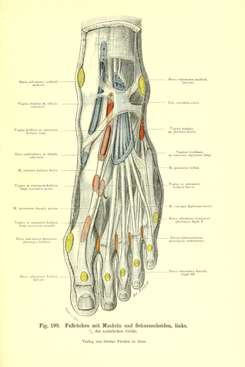 Vagina teiulinis m. extensoris hallucis longi M. extensor hallucis hrevis Vagina m. extensoris hallucis loDgi accessoria prima M. Interosseus tlorsalis prinnis Vagina m. extensoris hallucis longi accessoria secunda Bursa subcutanea nietatarso- phalangea hallucis Big. cniciatum ciuris Vagina tendinis n. pcronaei brevis Isl. peronaeus tertius M. extensor digitorum brevis Bursae intermetatarso- phalangeae (interosseae) Fig. 199. Fußriicken mit Muskeln und Sehnenscheiden, links. Vj der natürlichen Größe.